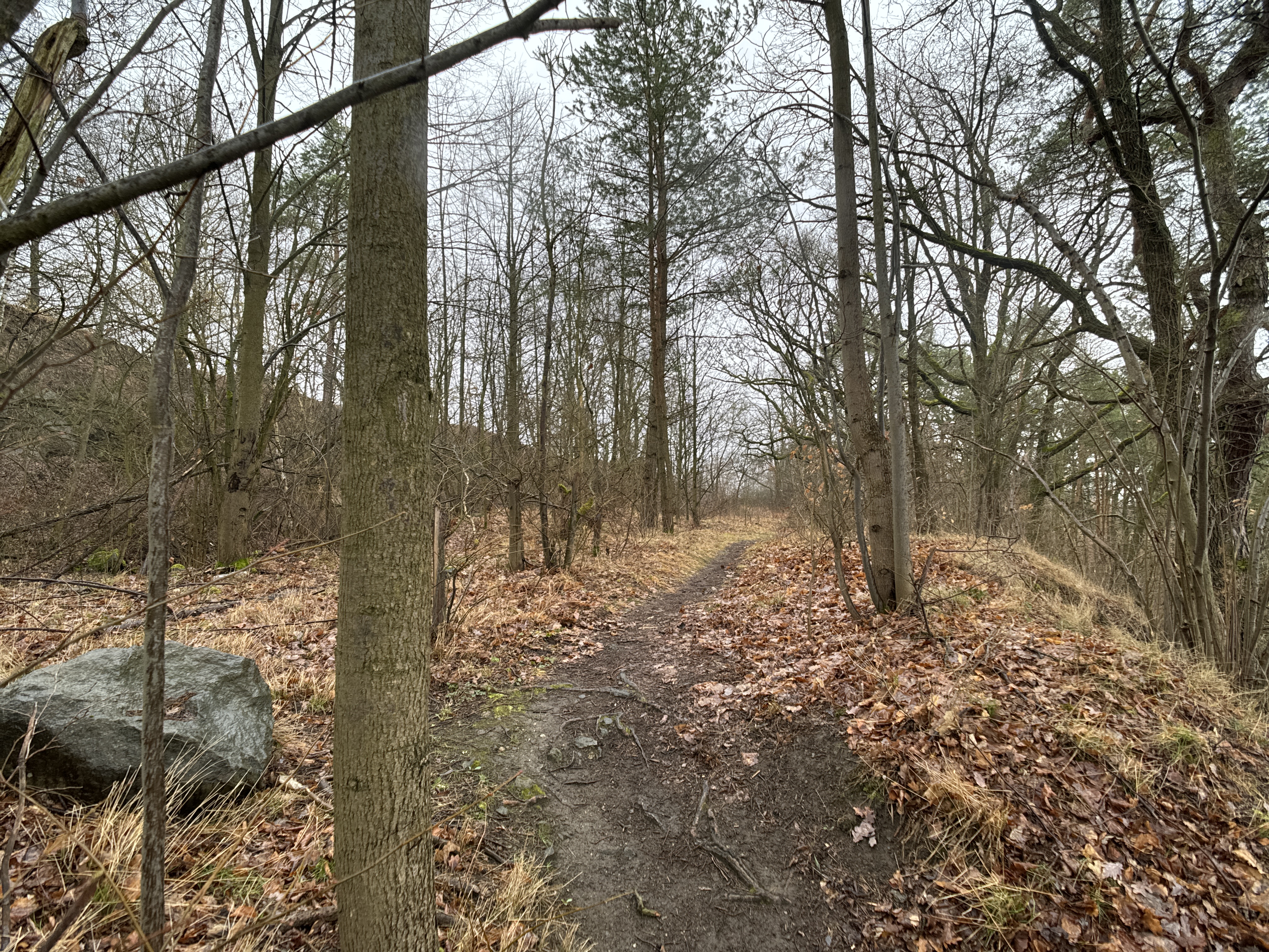 forest pathway winter scene