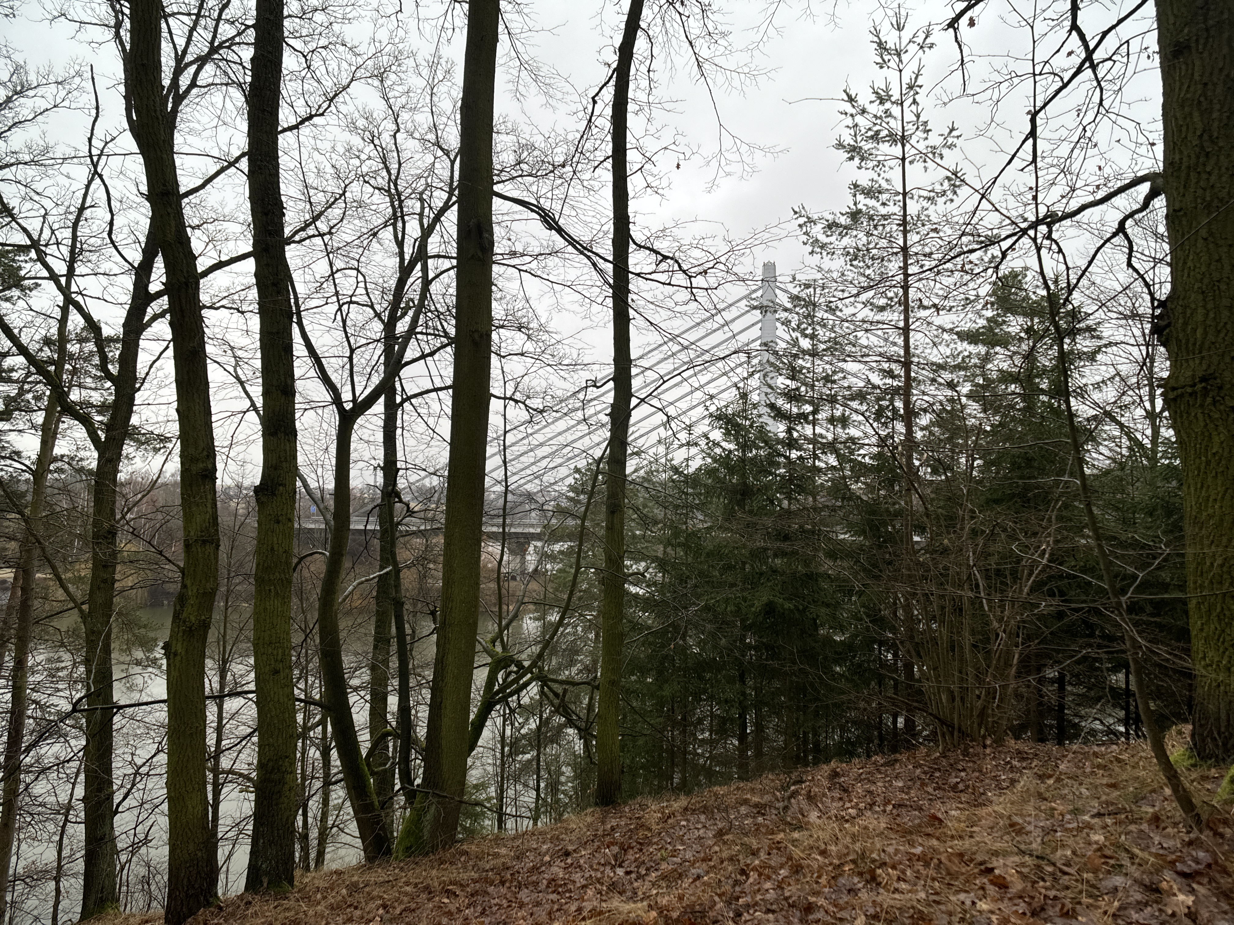forest trees bridge background