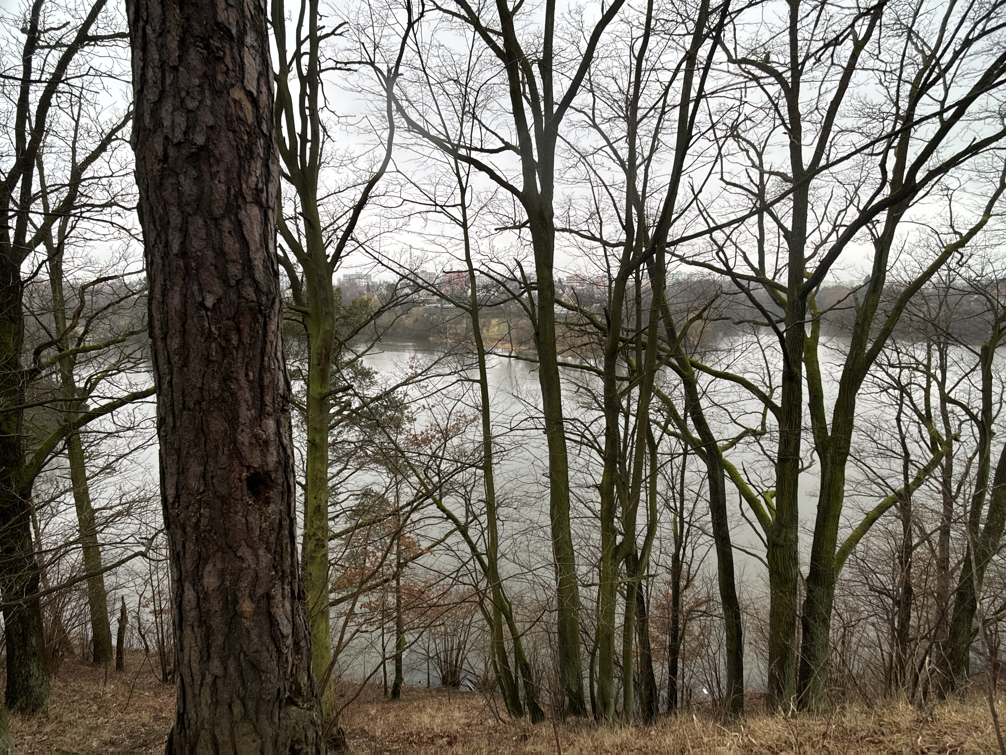 forest trees lake background