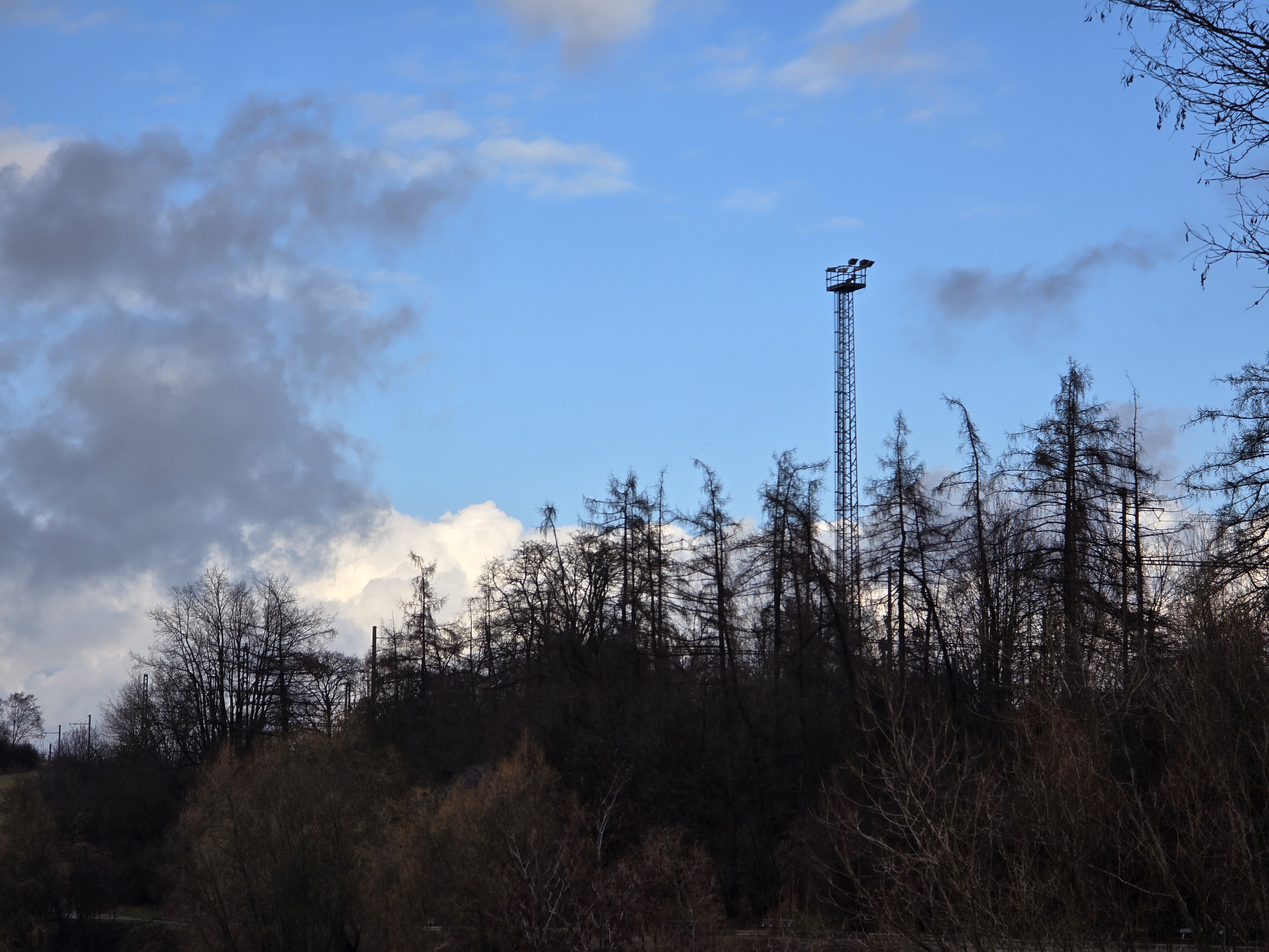 forest trees tower sky
