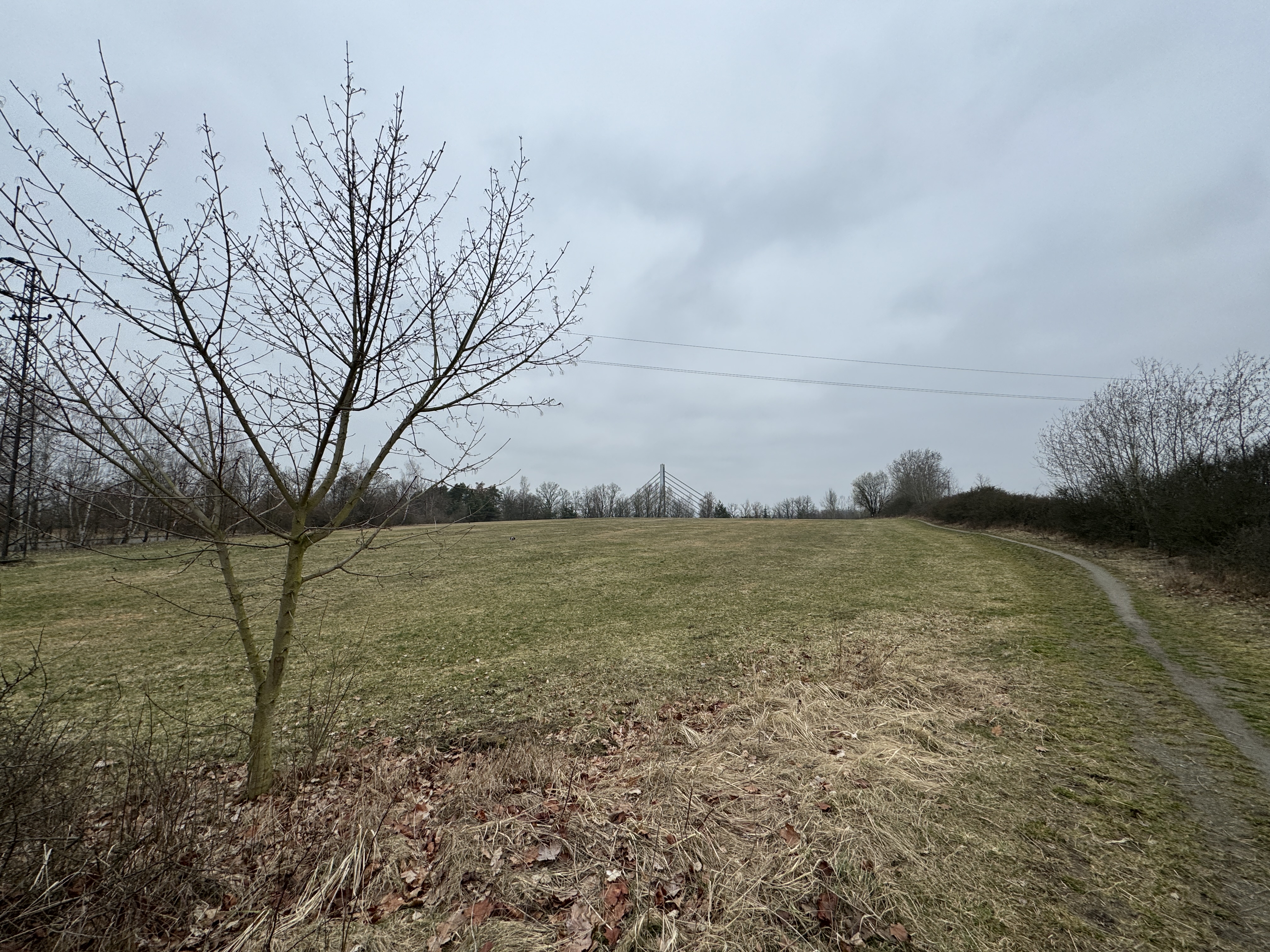 grassy field with tree