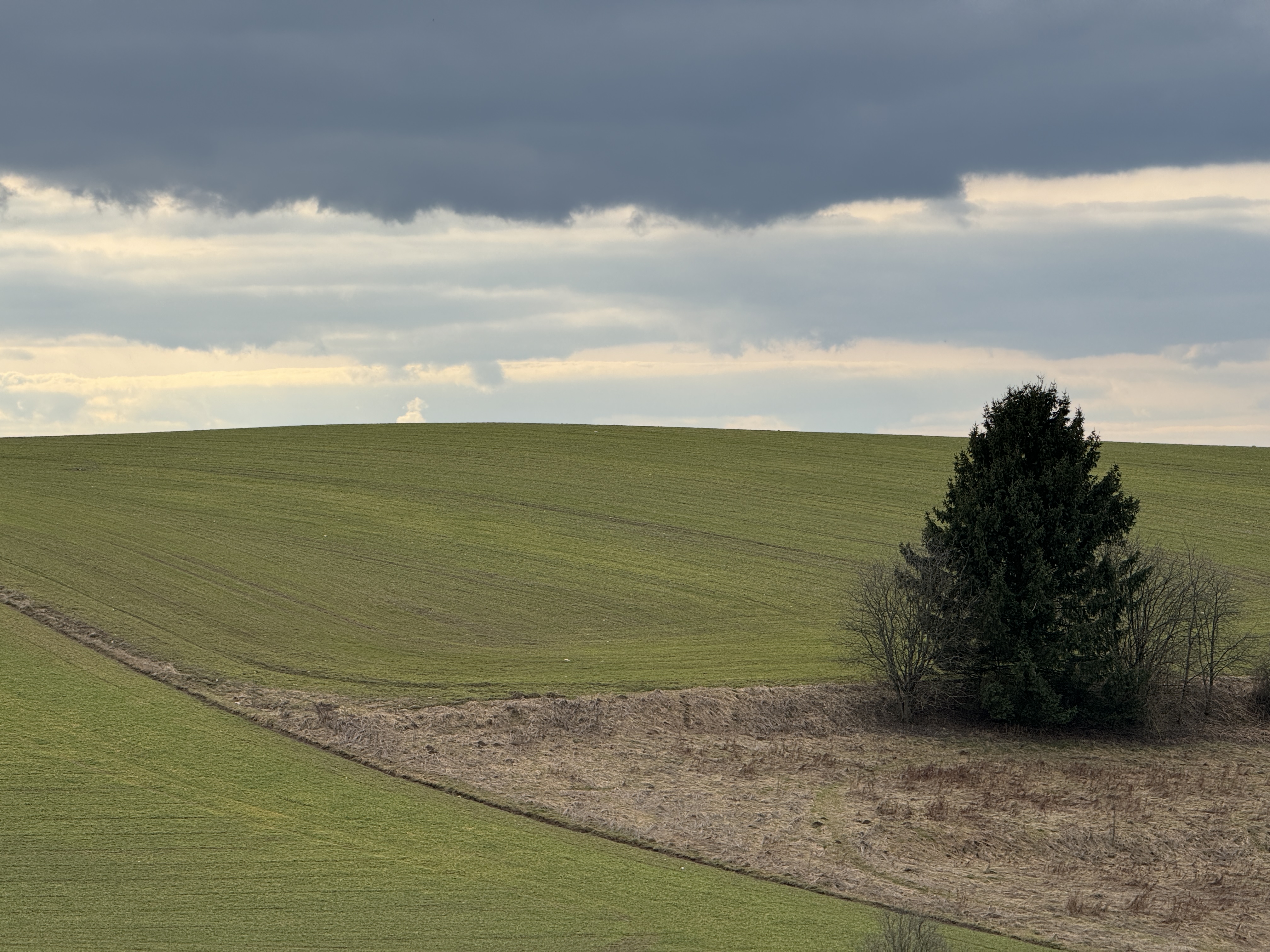 green field with lone tree