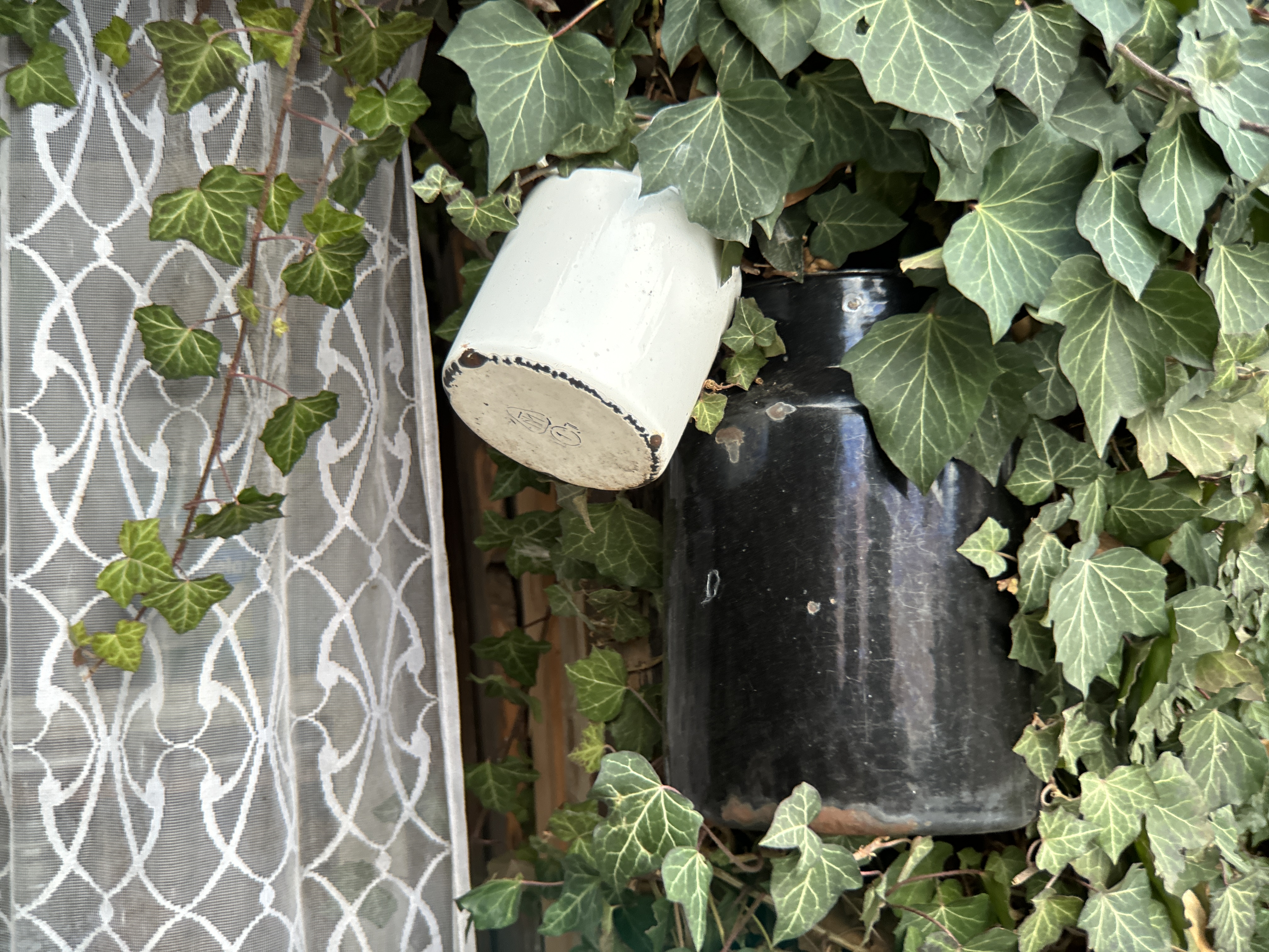 ivy covered wall with mugs