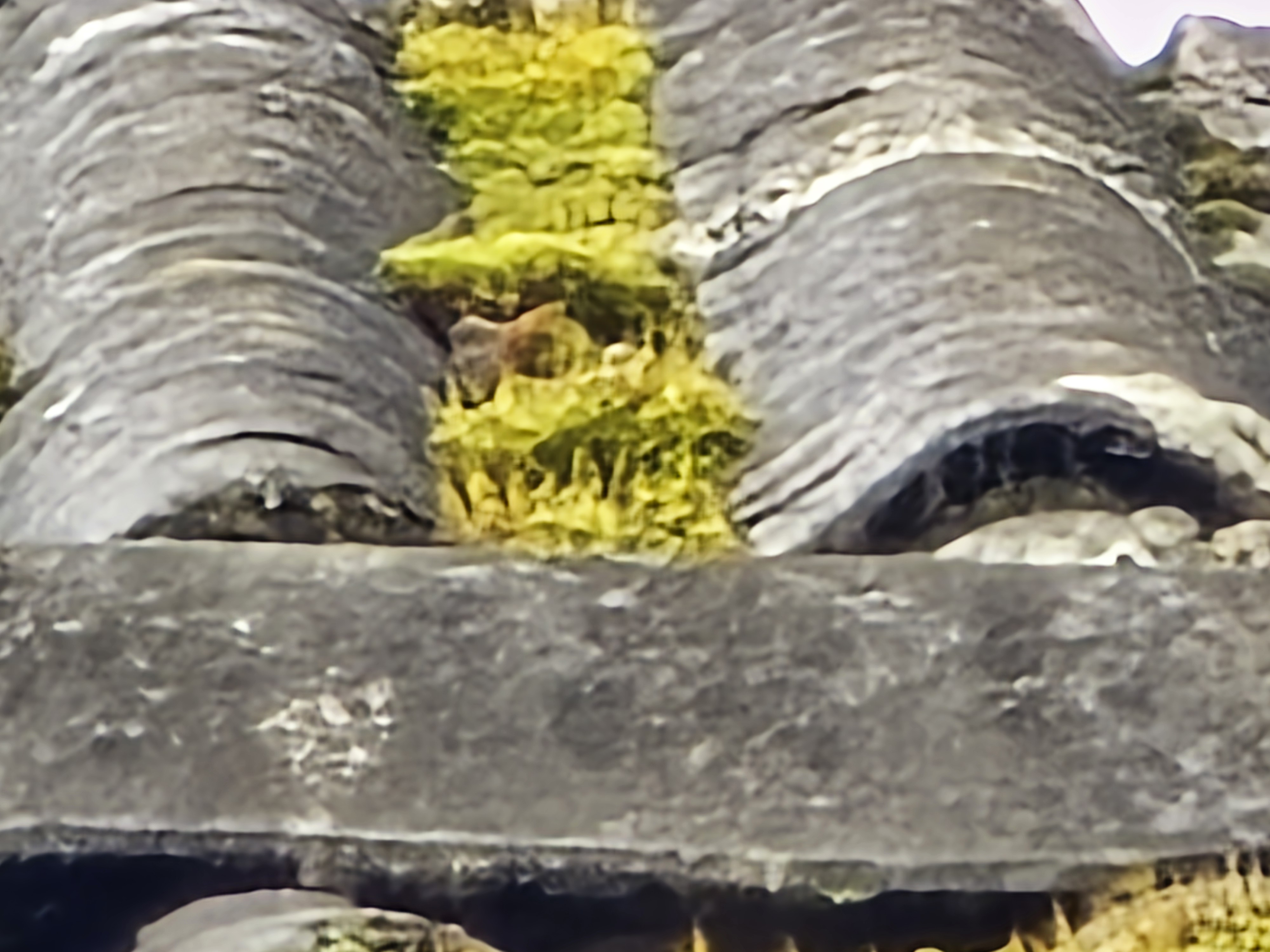 mossy rooftop closeup
