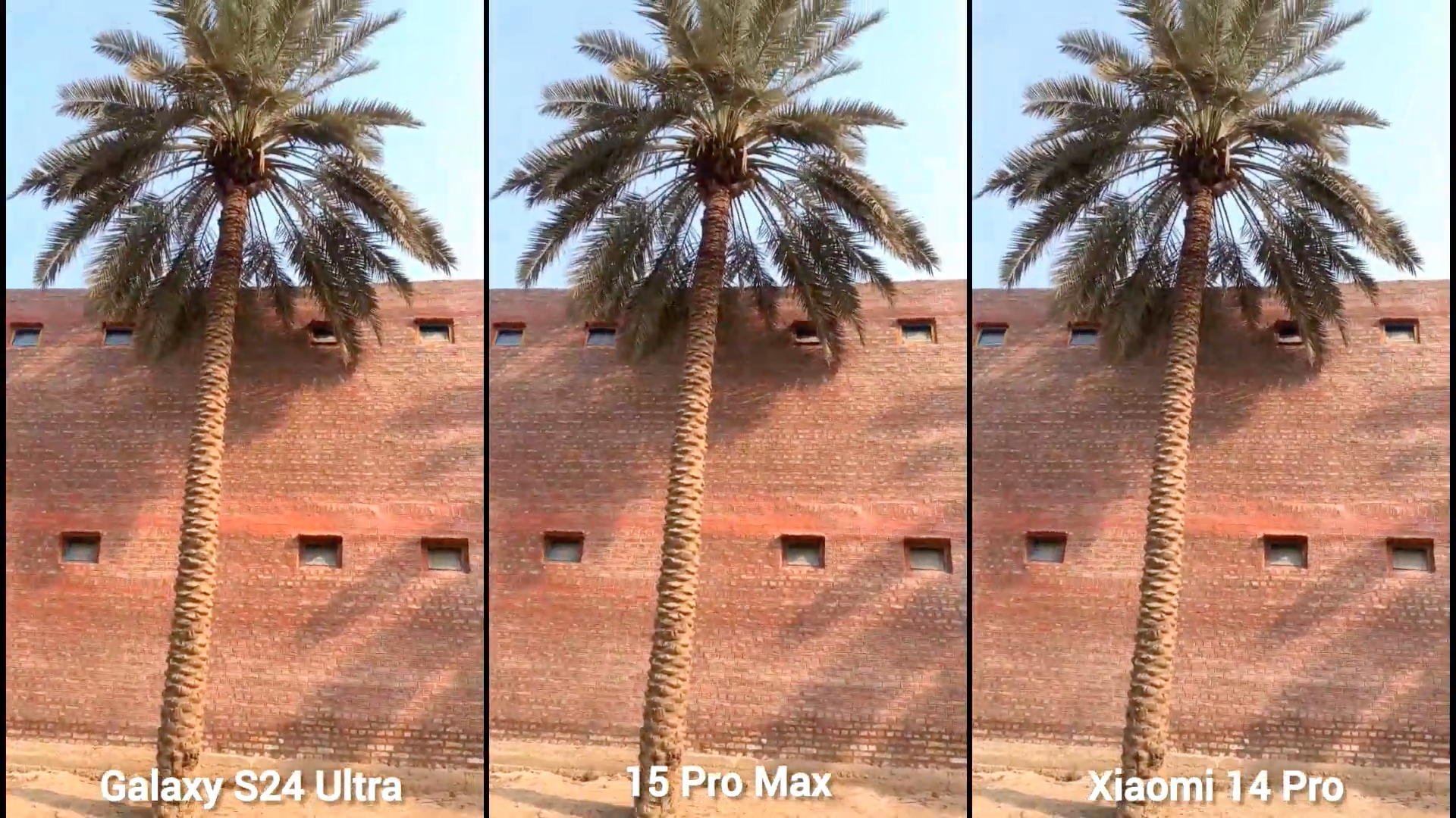 palm tree camera comparison