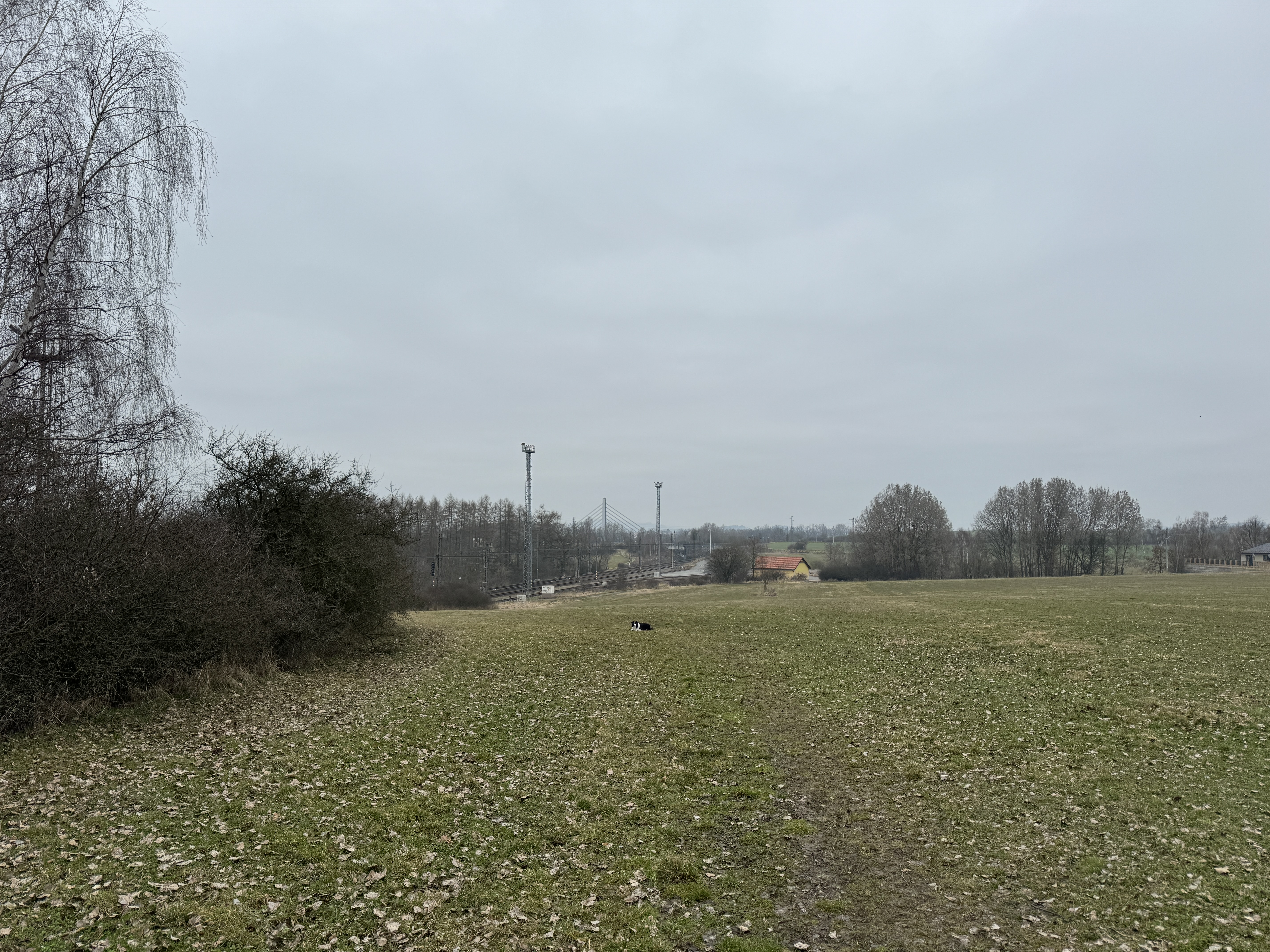 railway bridge and dog