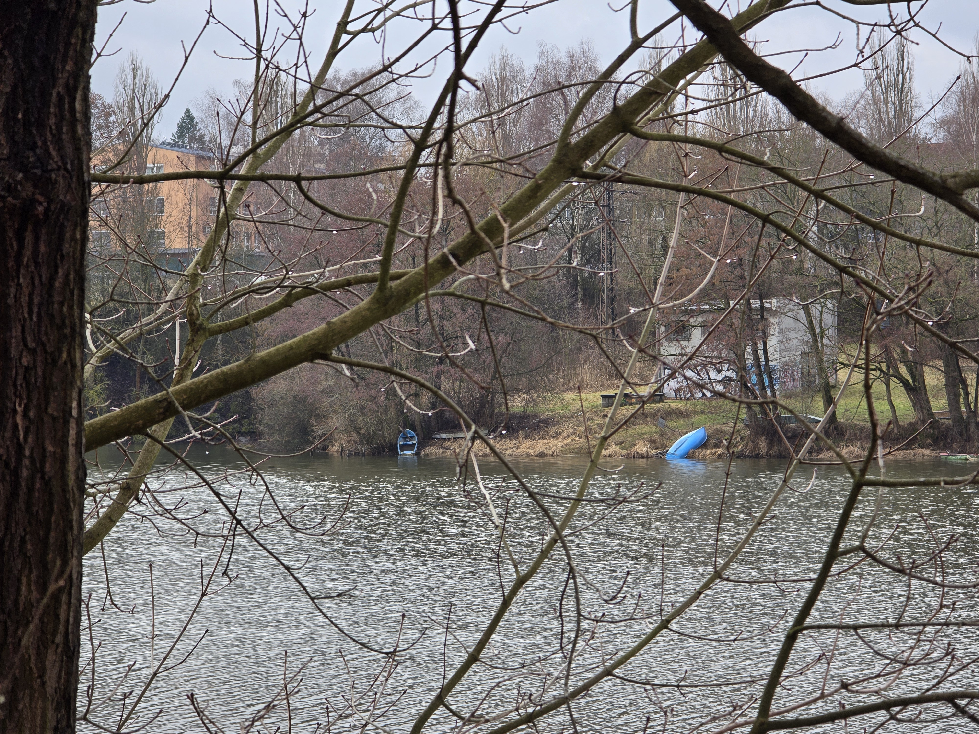 riverbank trees overcast