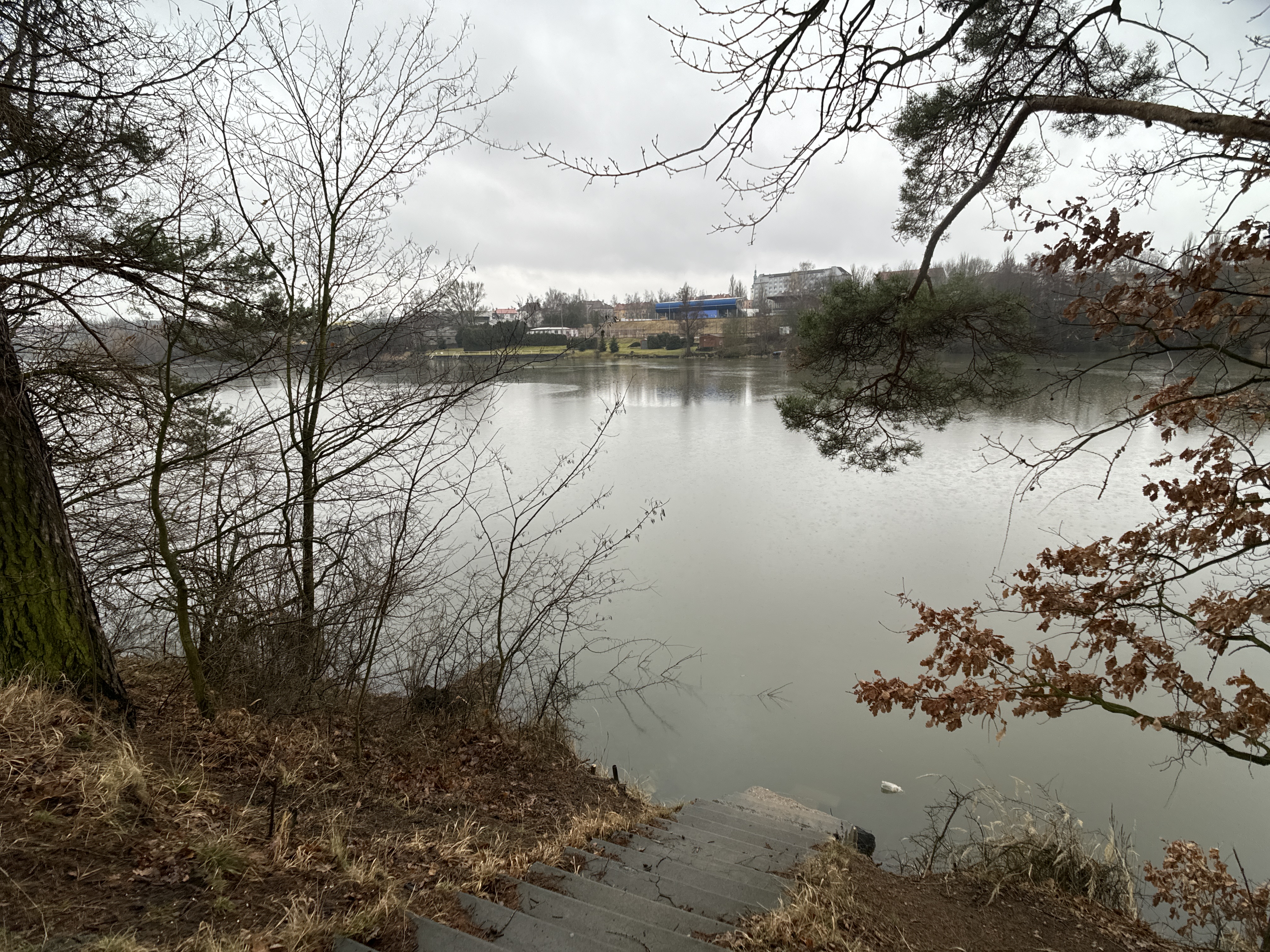serene lake view through trees