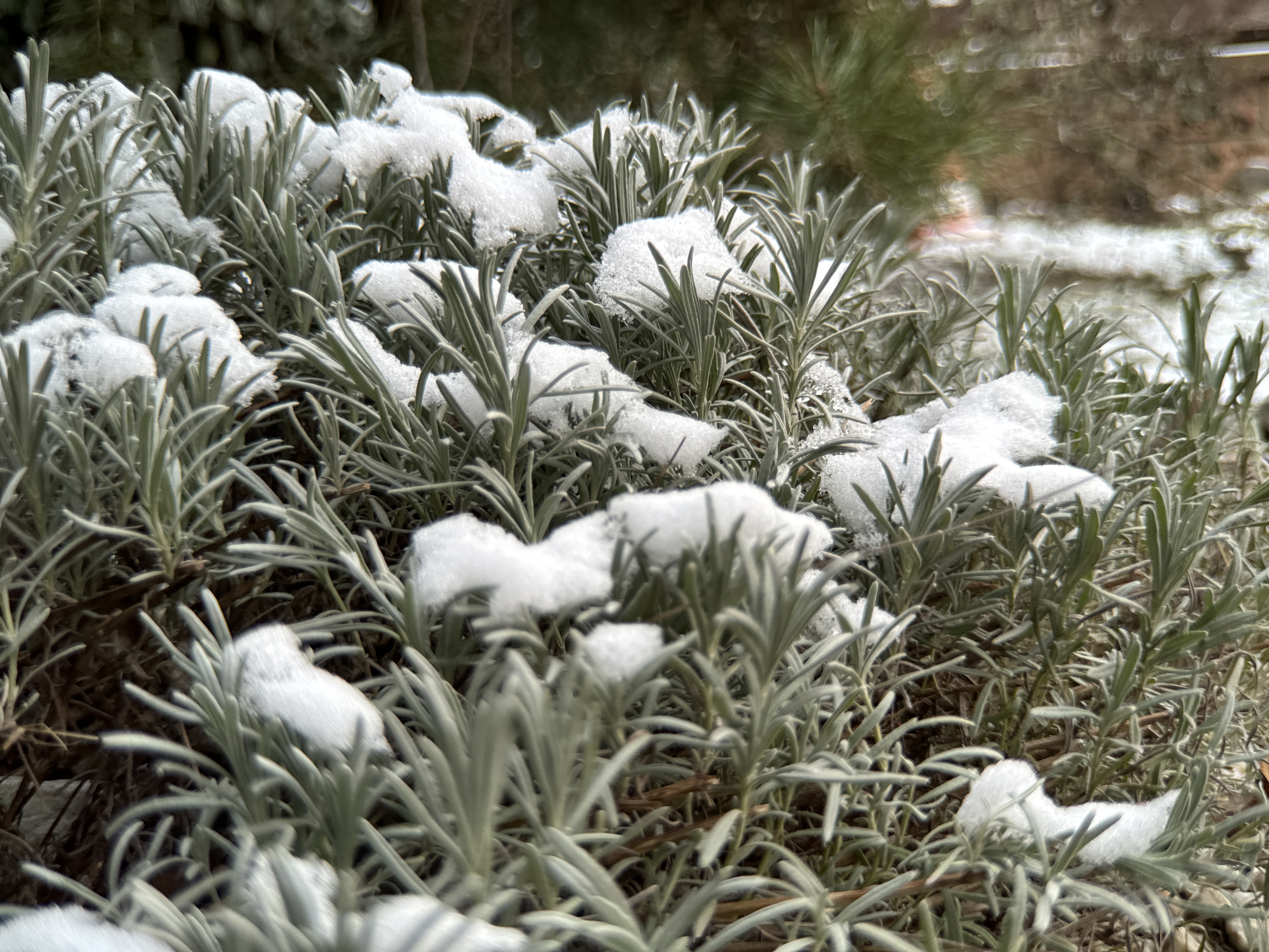 snow covered plants closeup