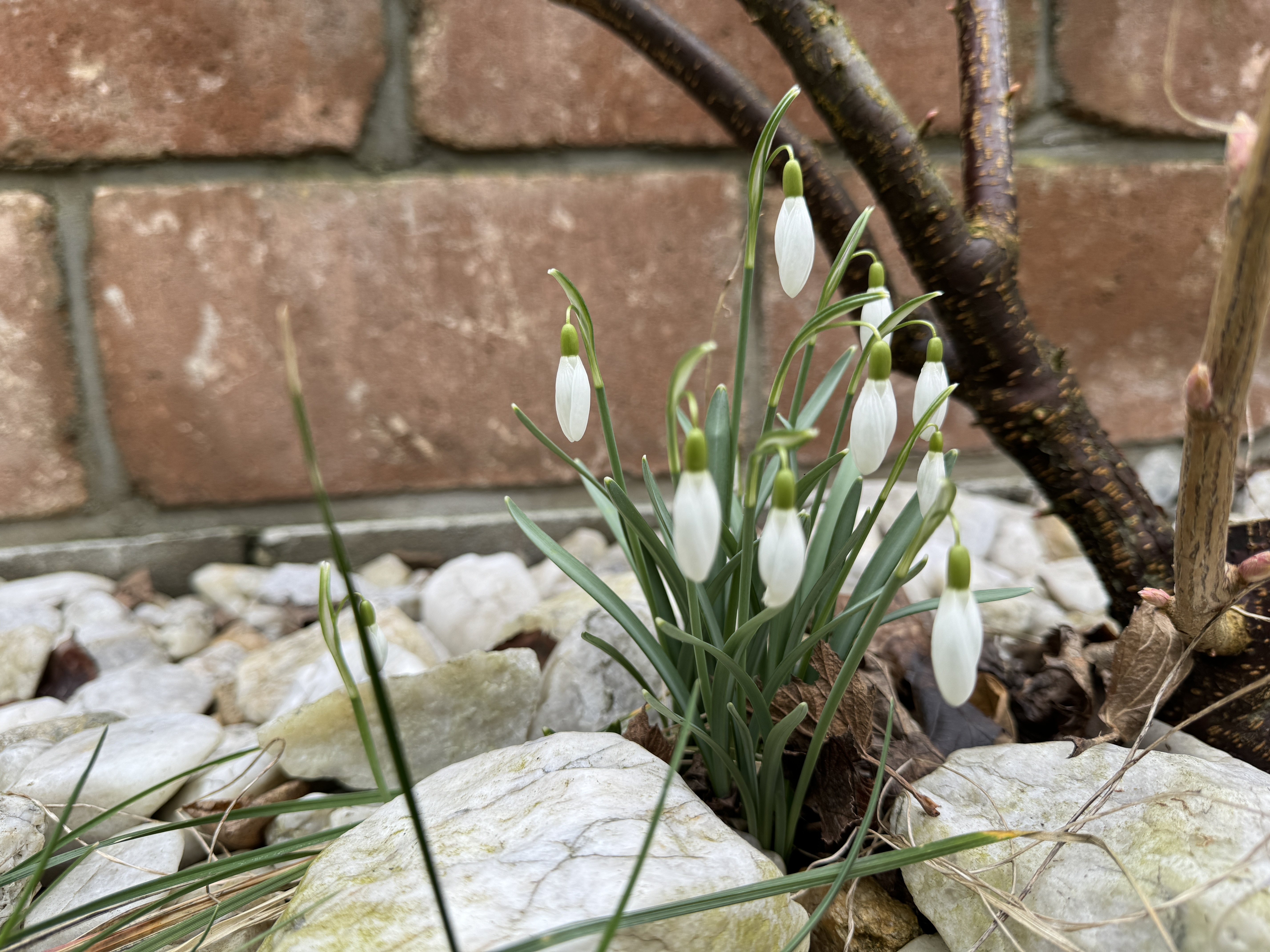 snowdrop flowers garden