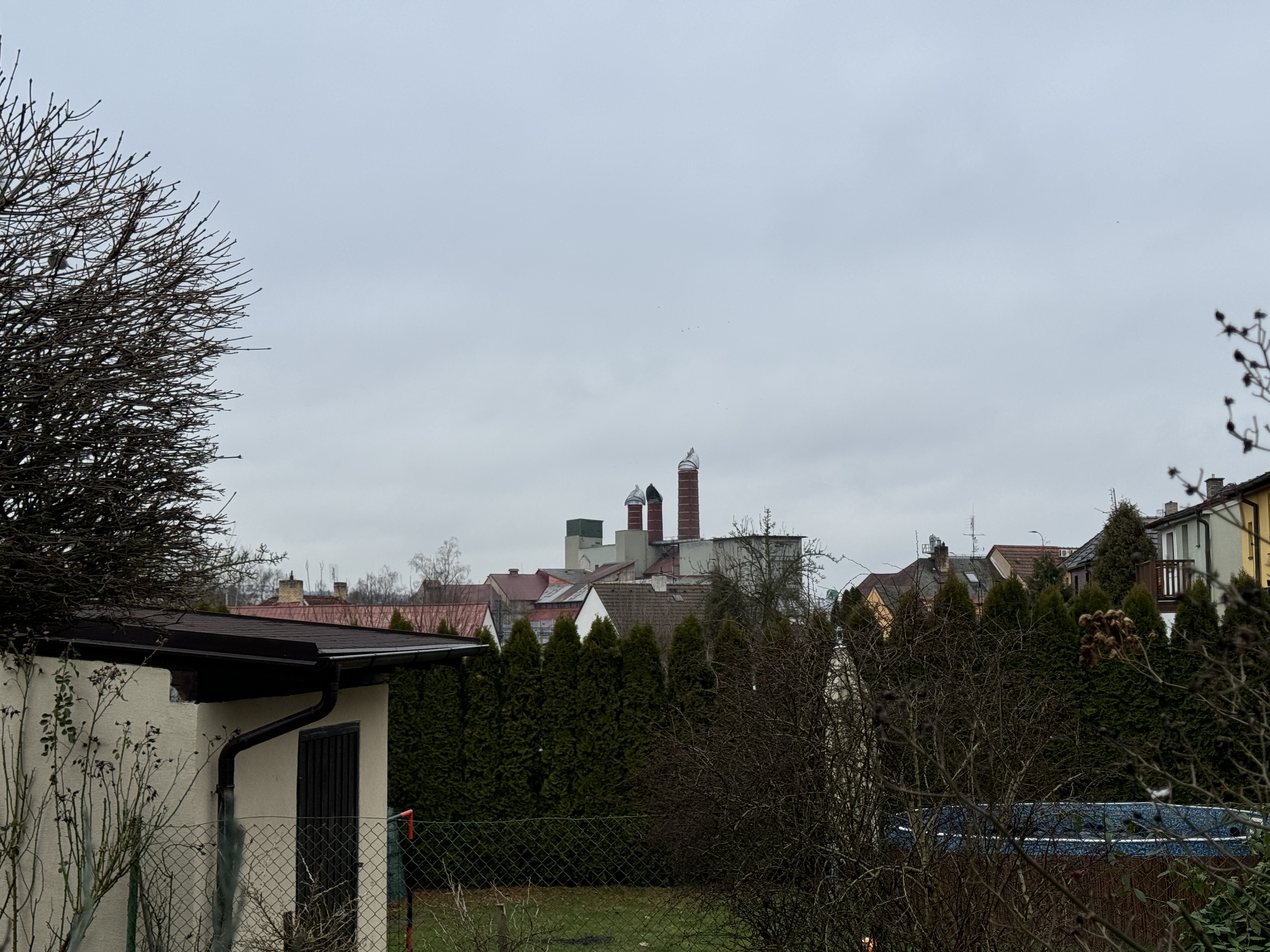 snowdrops blooming near wall
