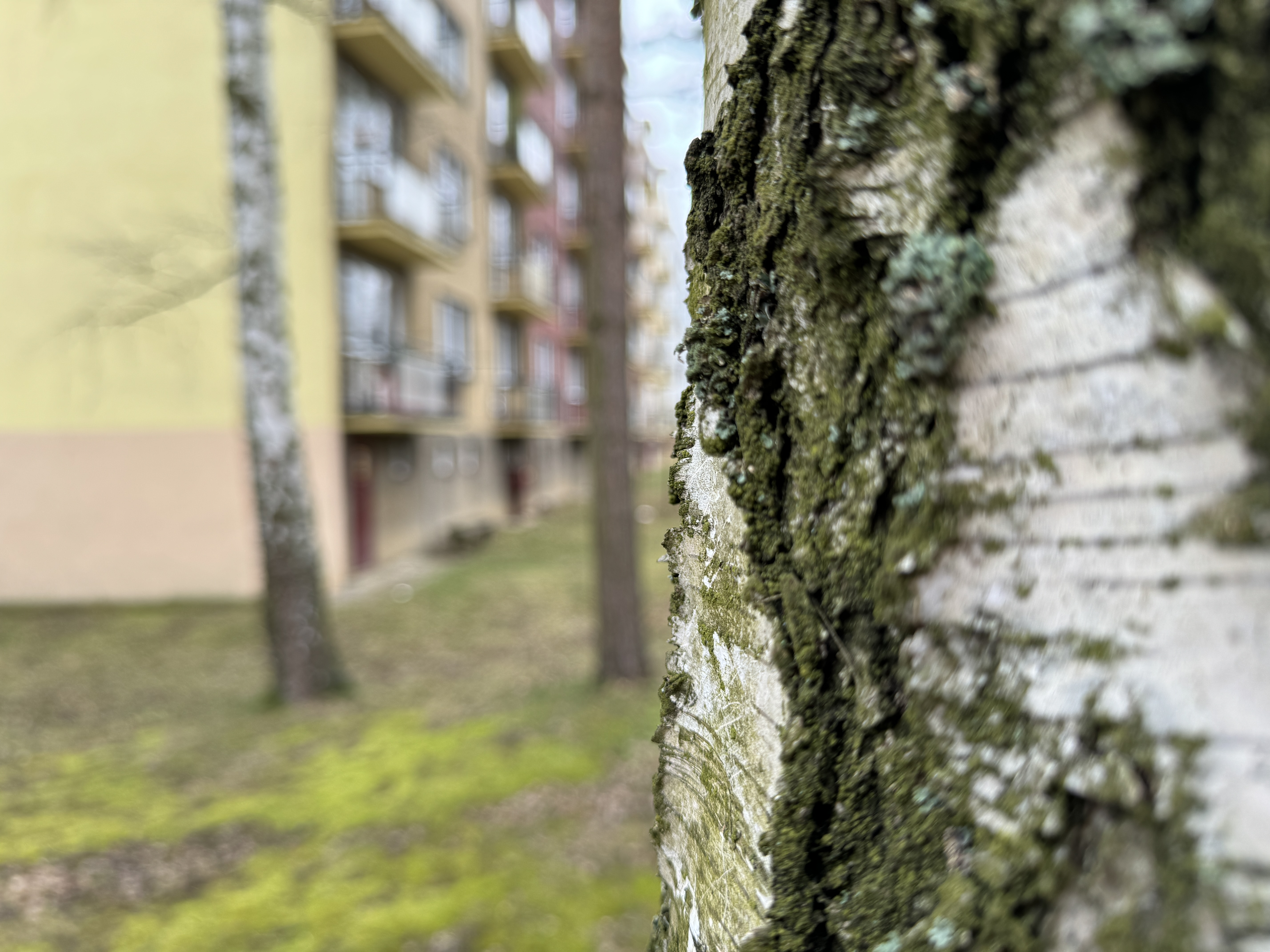 tree bark closeup apartment background