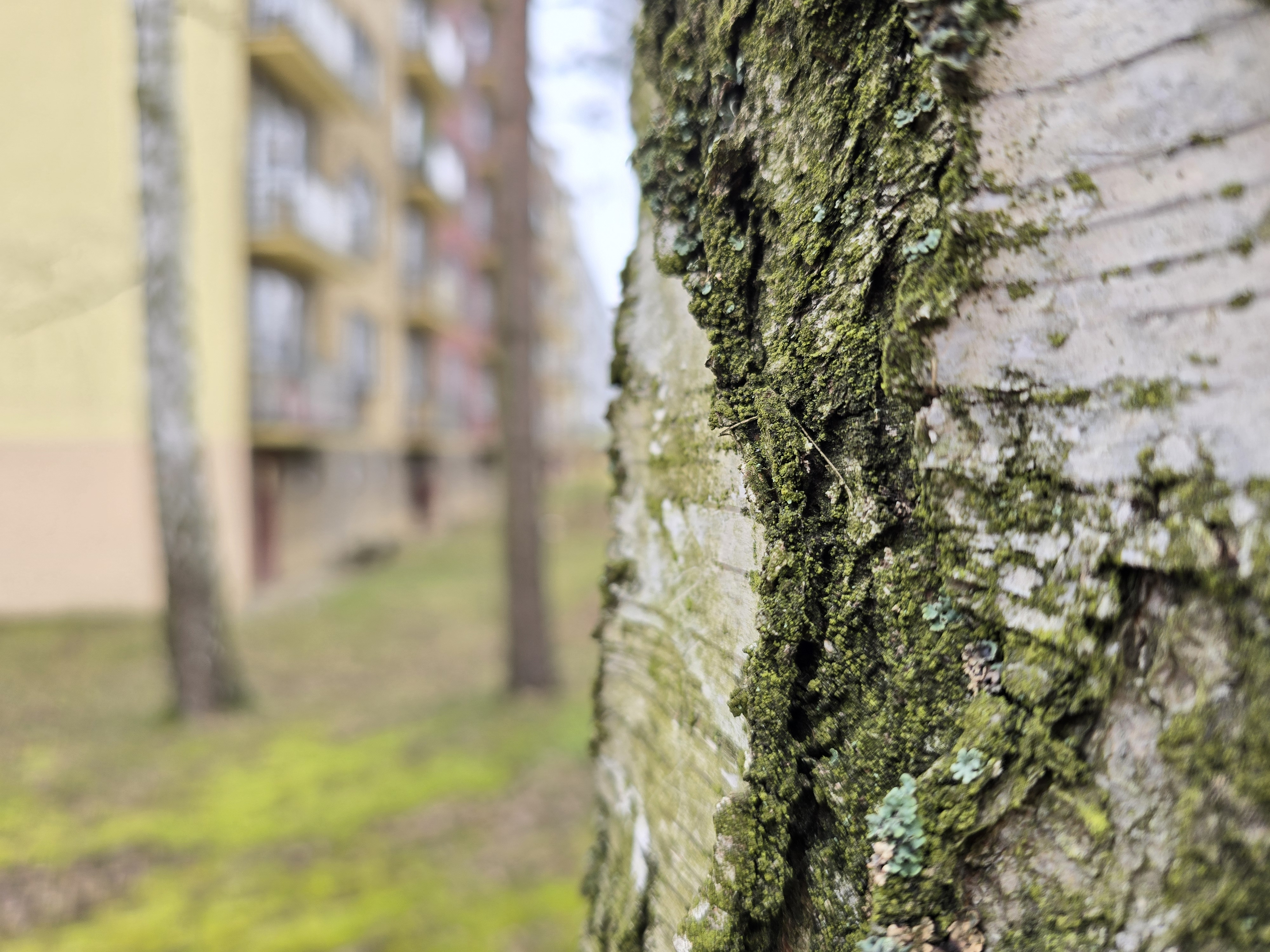 tree bark focus apartment background