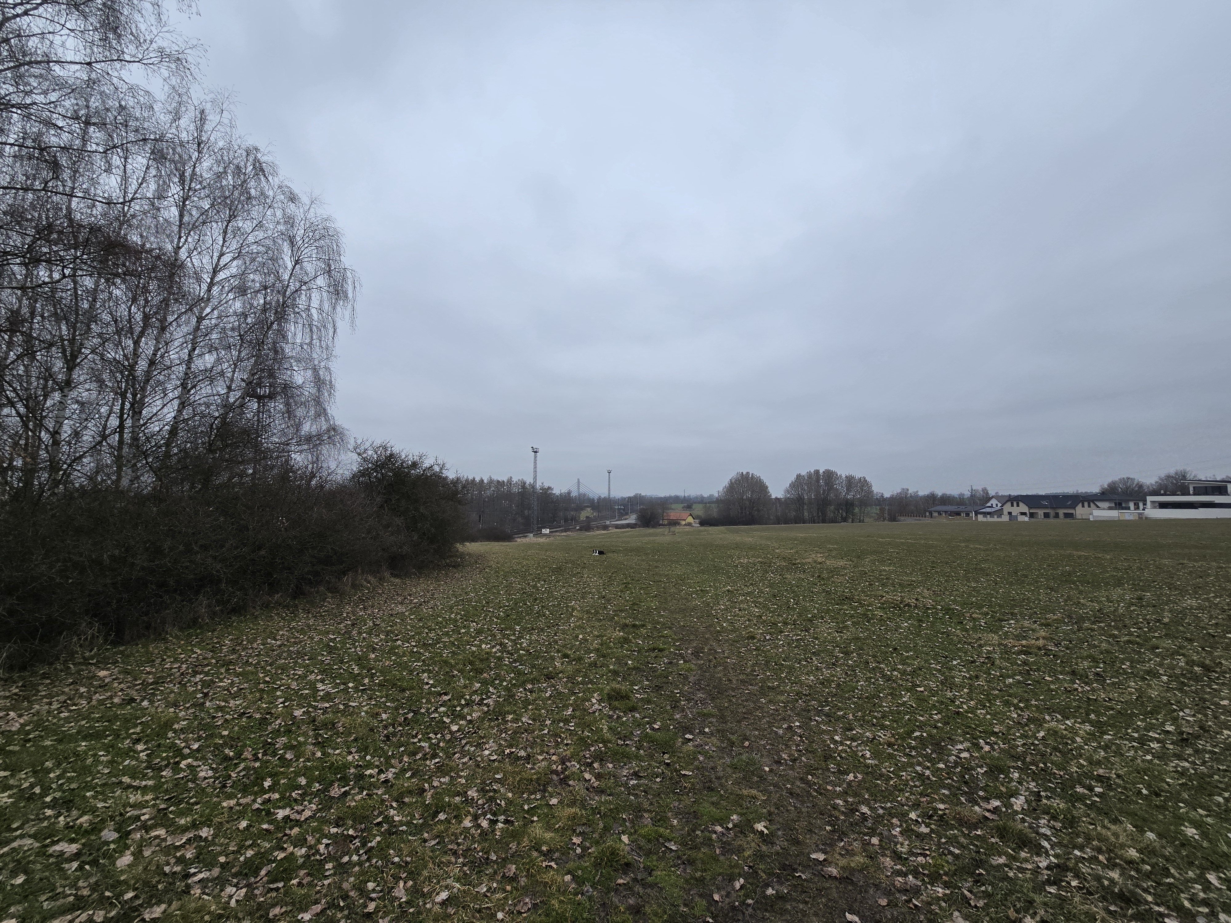 wide open field trees