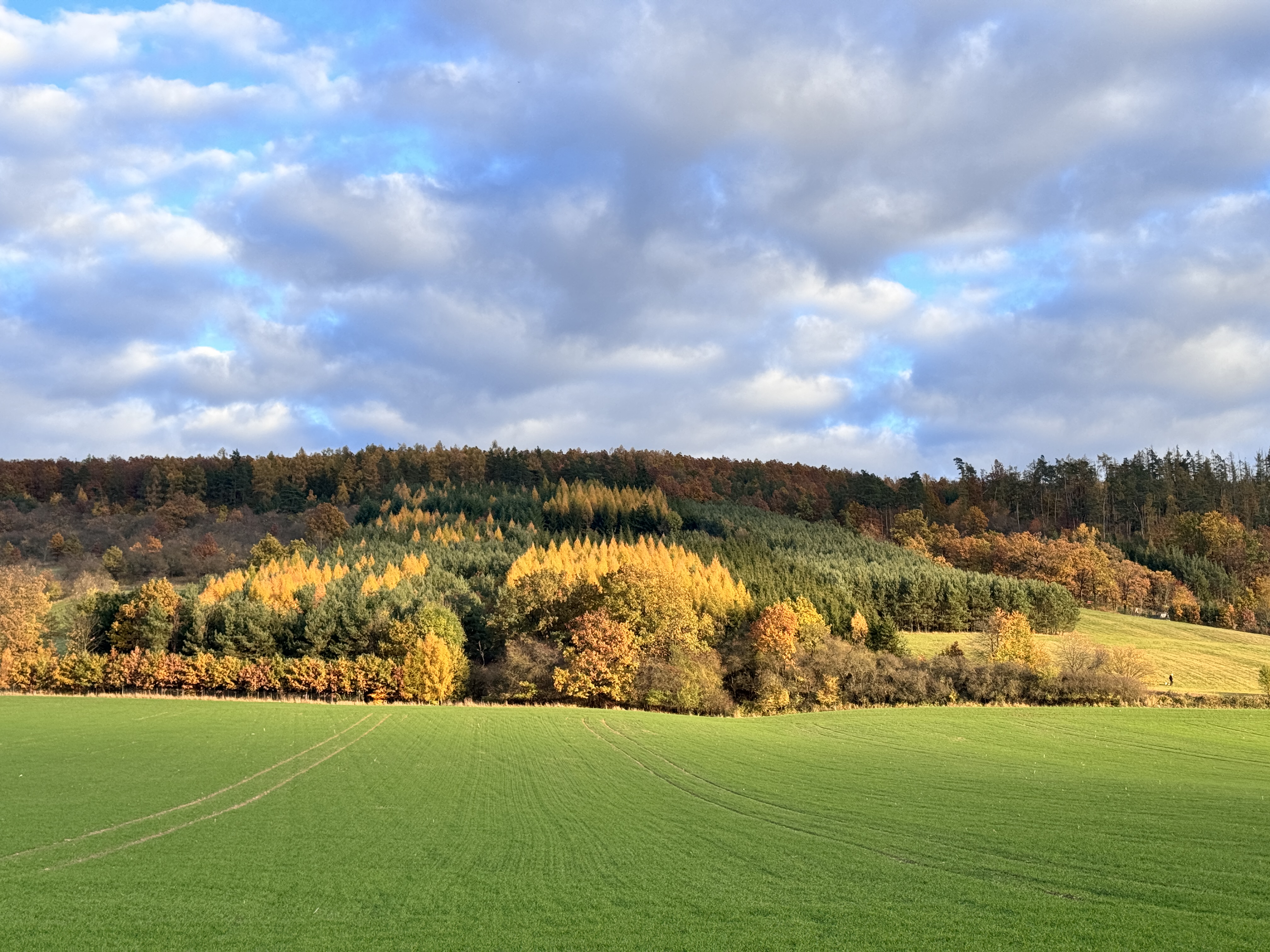 autumn forest landscape