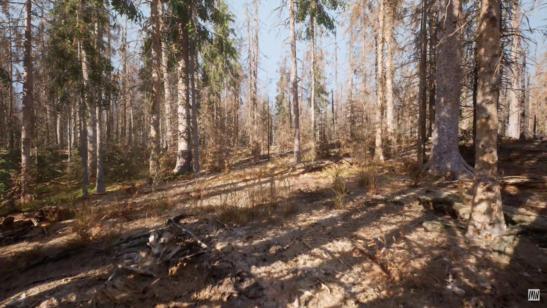 forest sunlight trees