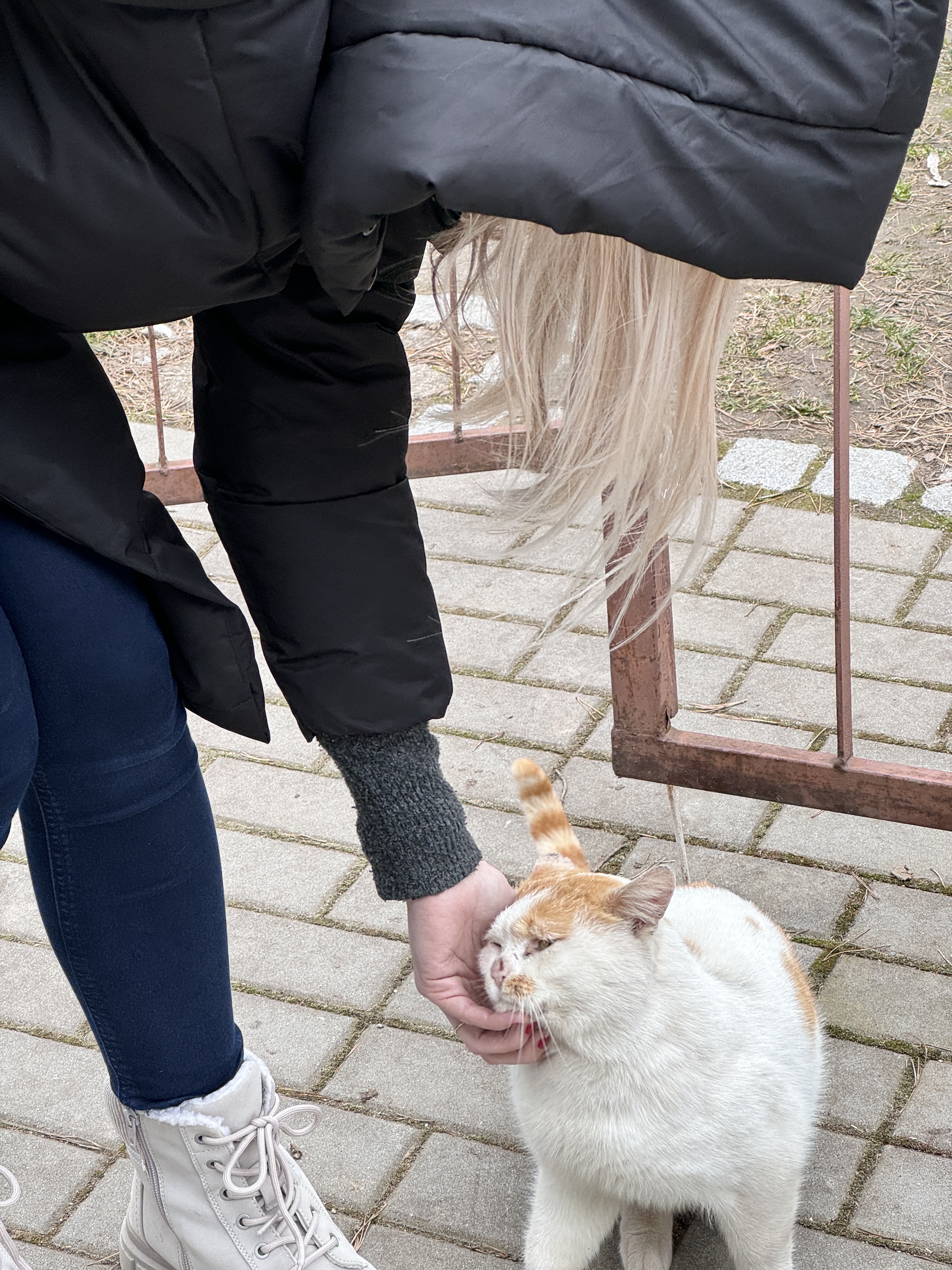 person petting cat outdoors