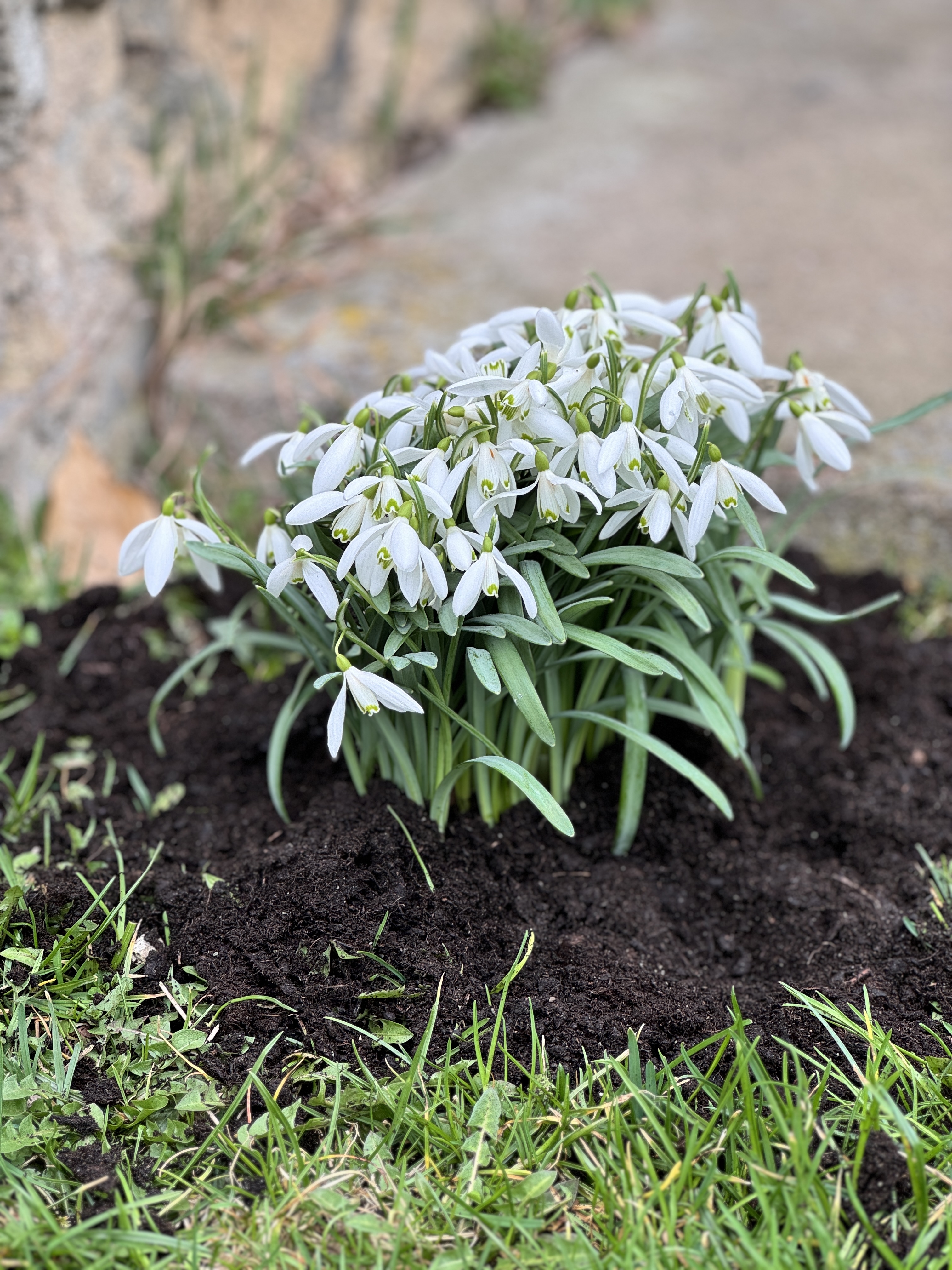 snowdrops blooming garden