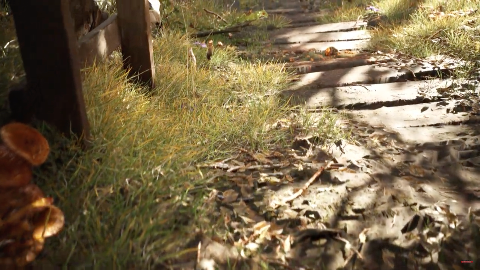 wooden pathway in garden