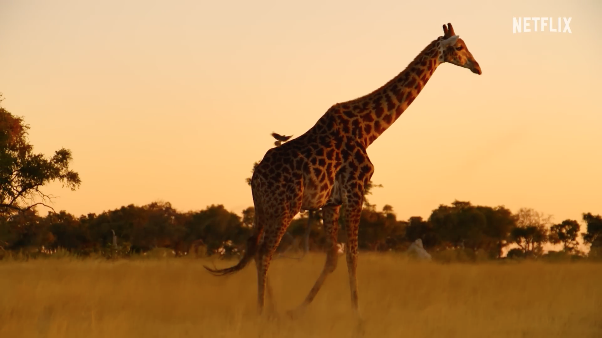 giraffe in savannah sunset