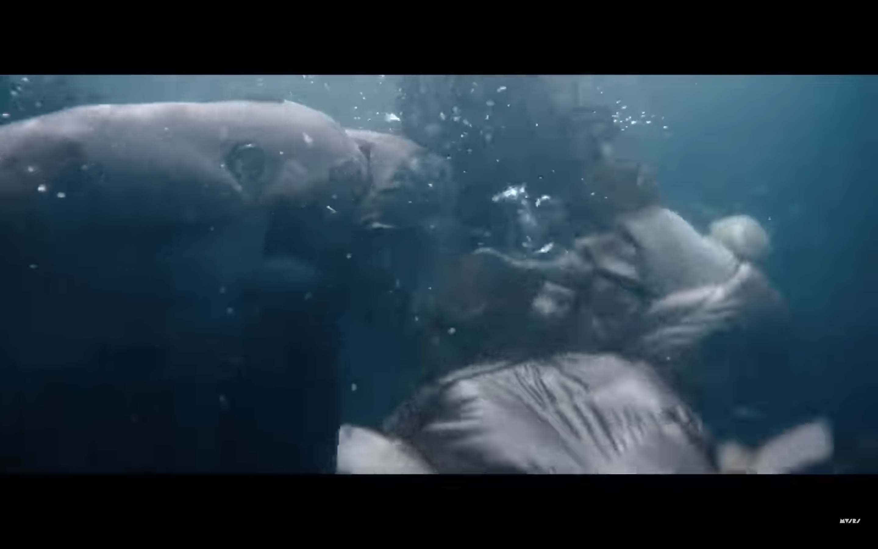 underwater scene with sharks underwater scene with sharks