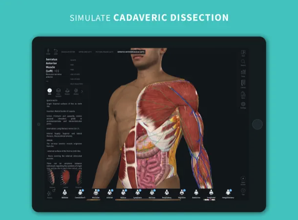anatomy cadaveric dissection simulation