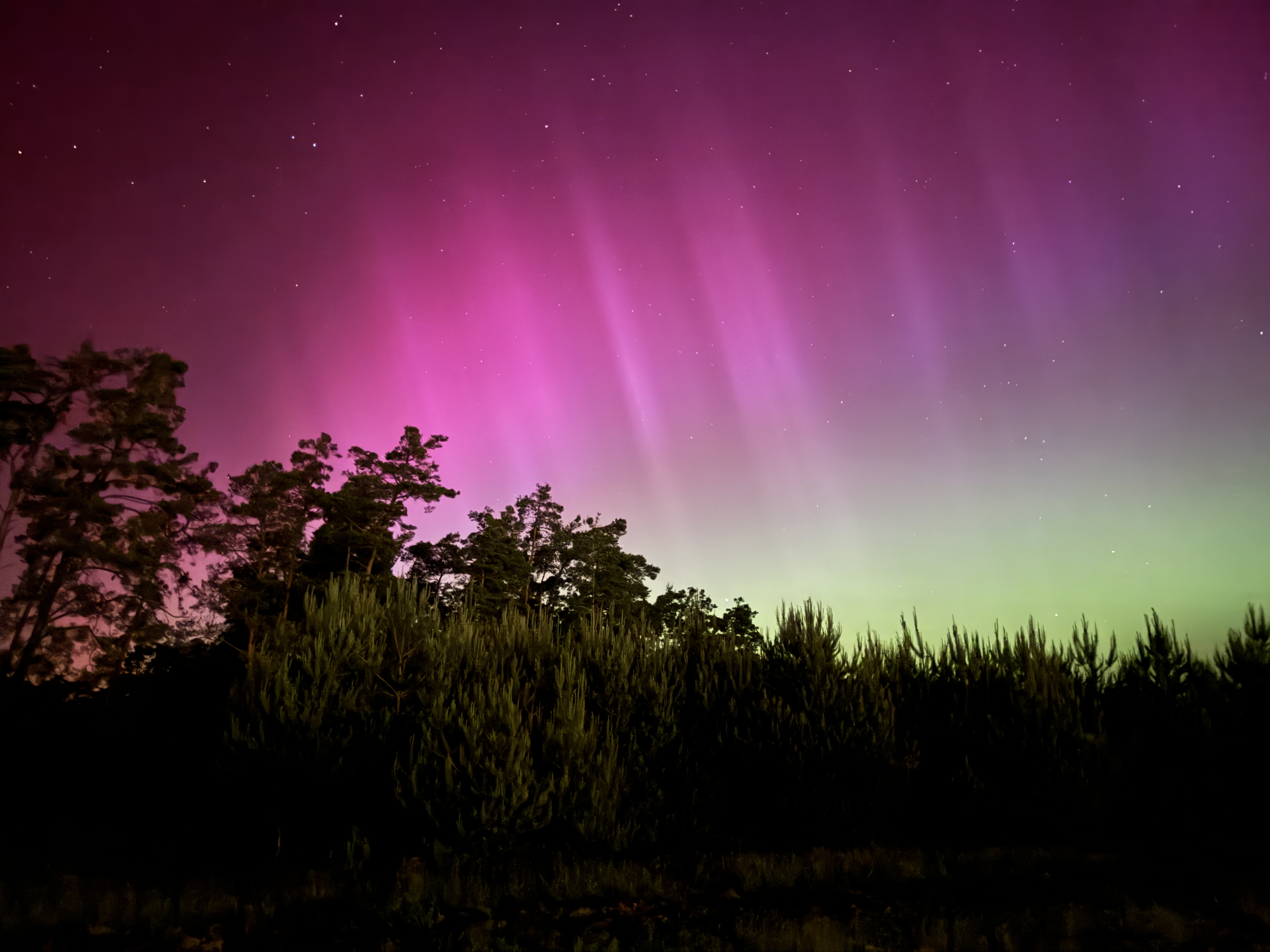 aurora borealis forest