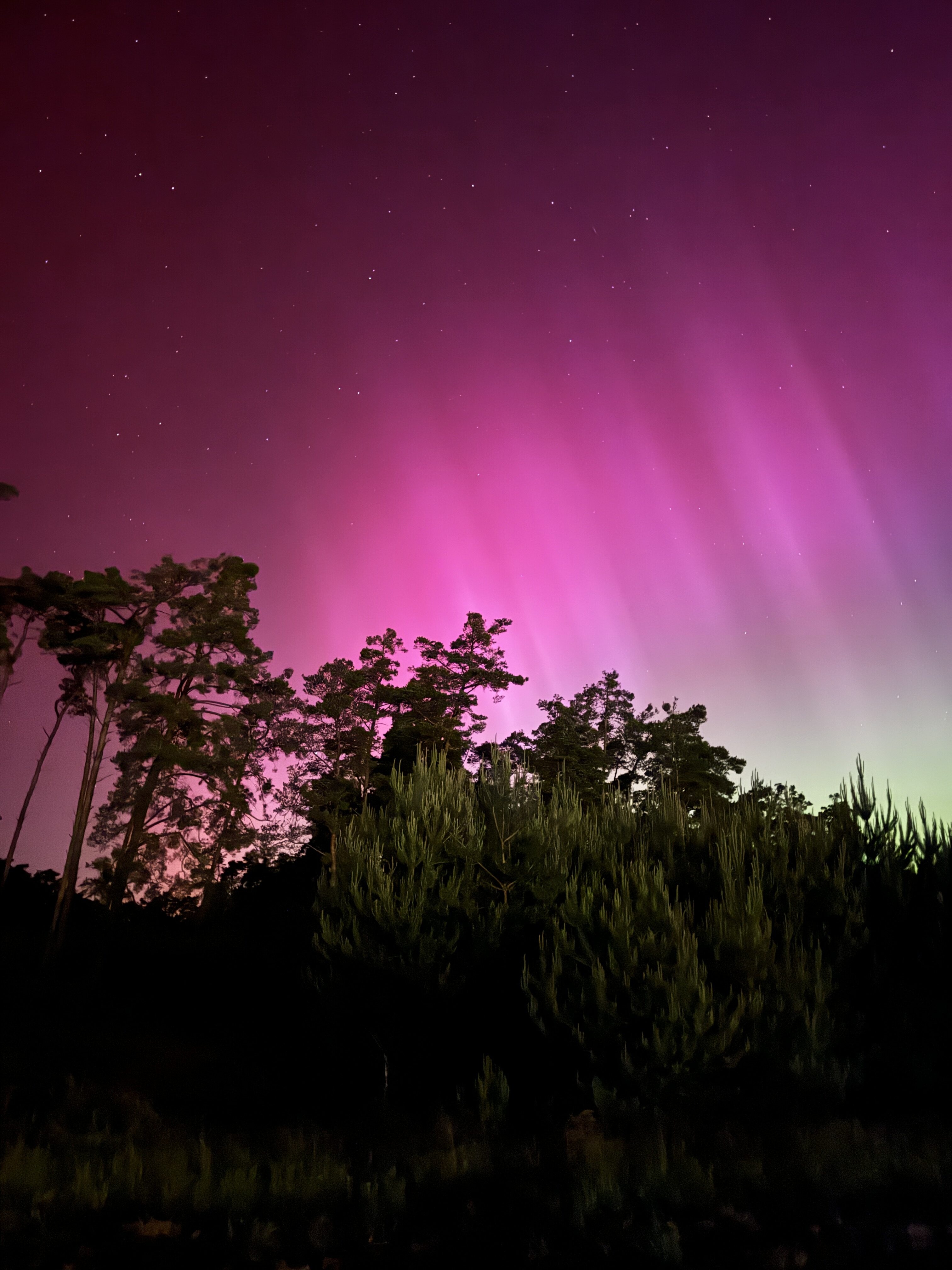 aurora over trees