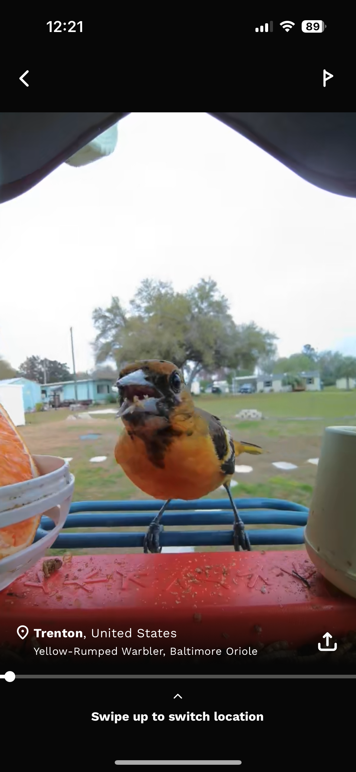 bird buddy birdwatching