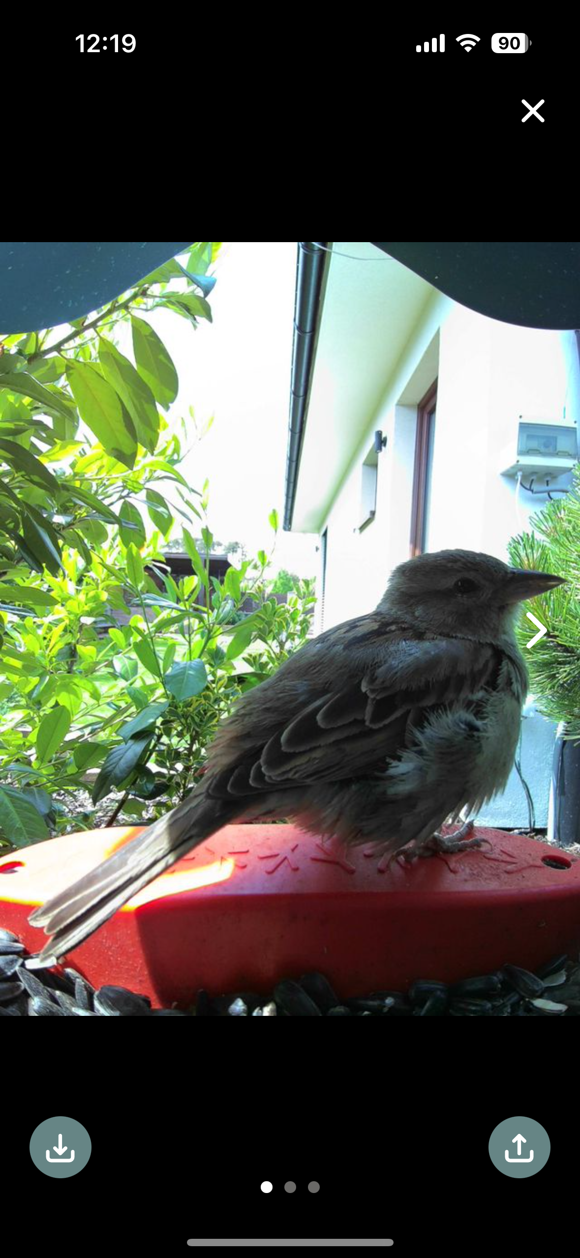 bird on feeder facing away