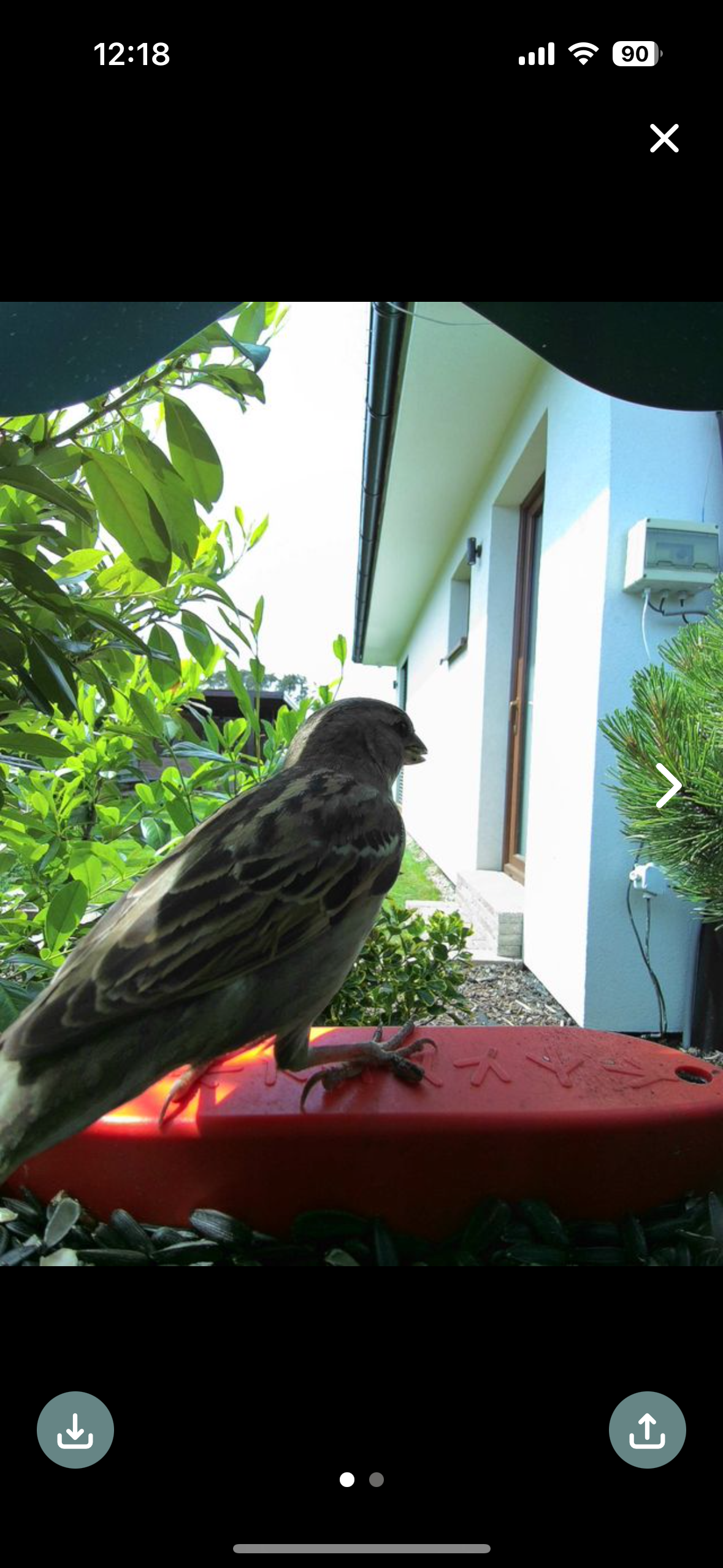 bird on feeder facing forward