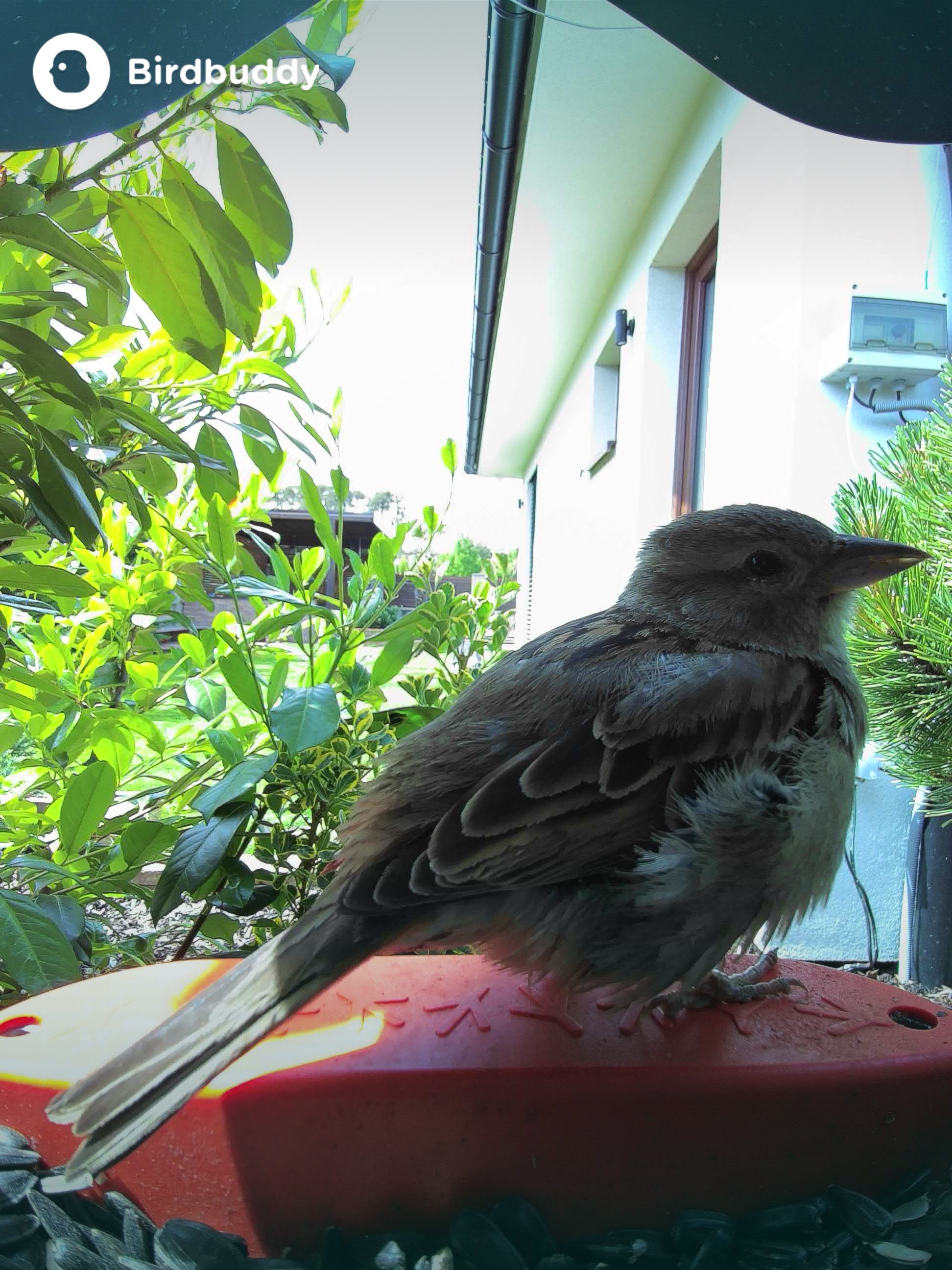 bird on feeder front view
