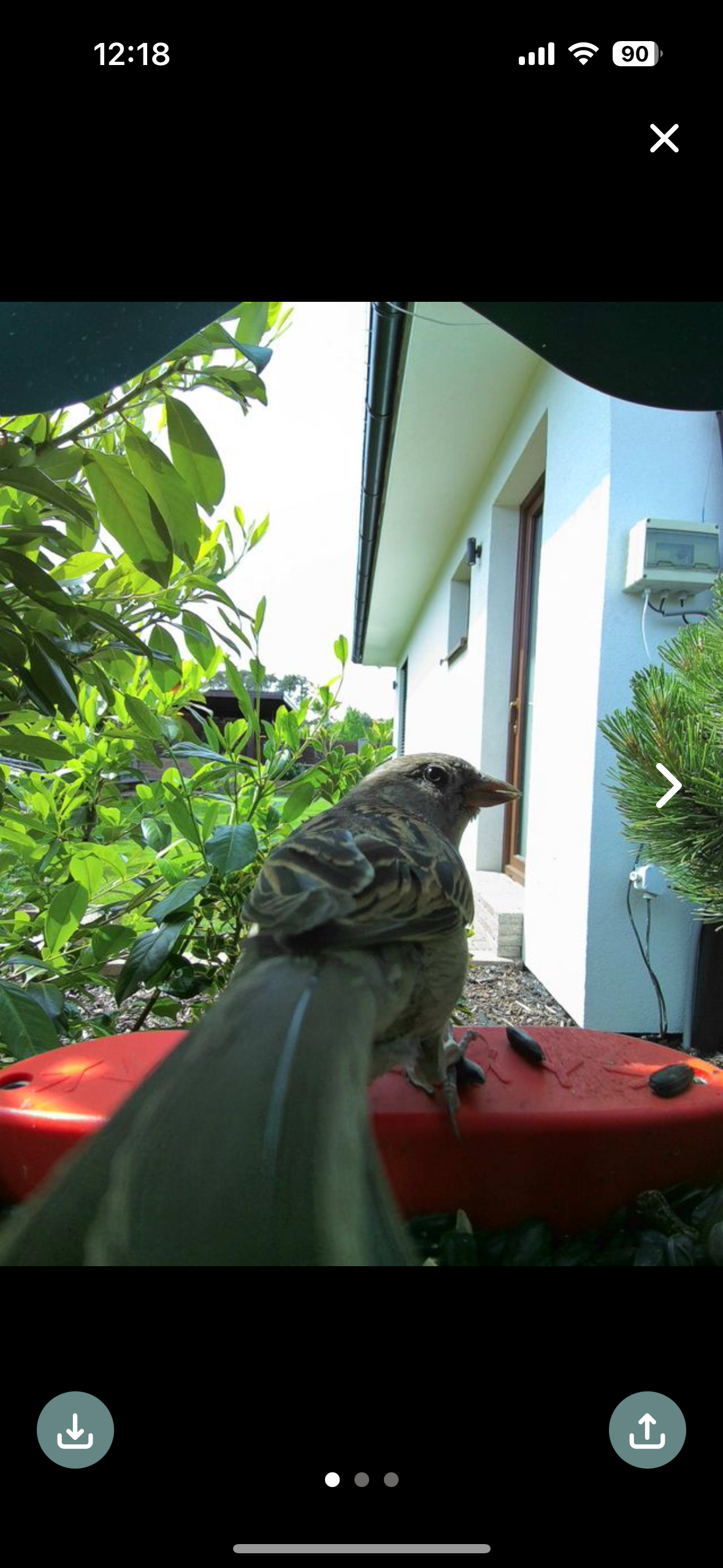 bird on feeder garden