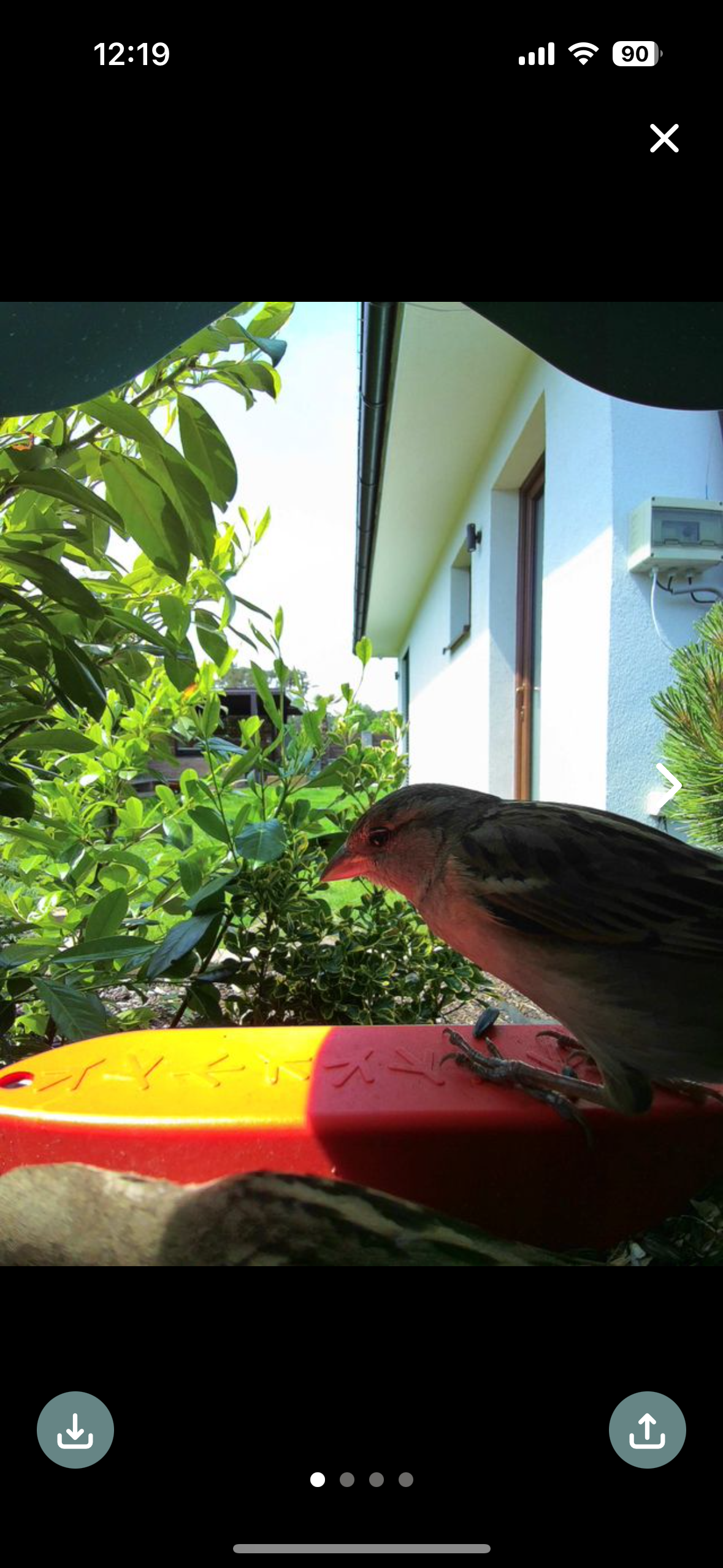 bird on feeder looking back