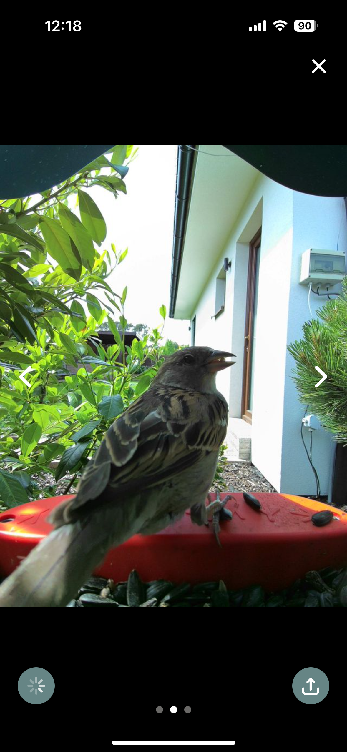 bird on feeder rear look