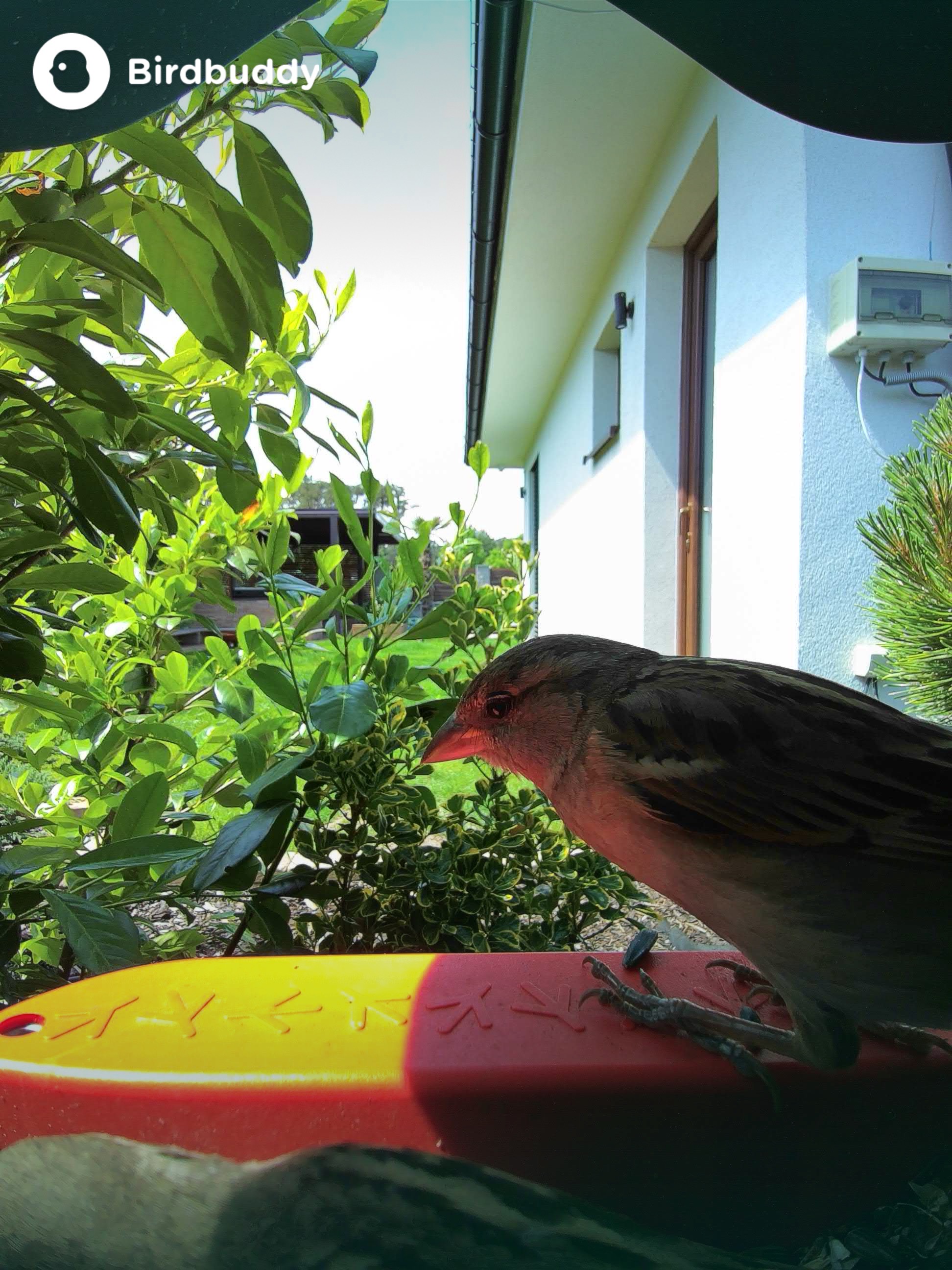 bird on feeder rear view