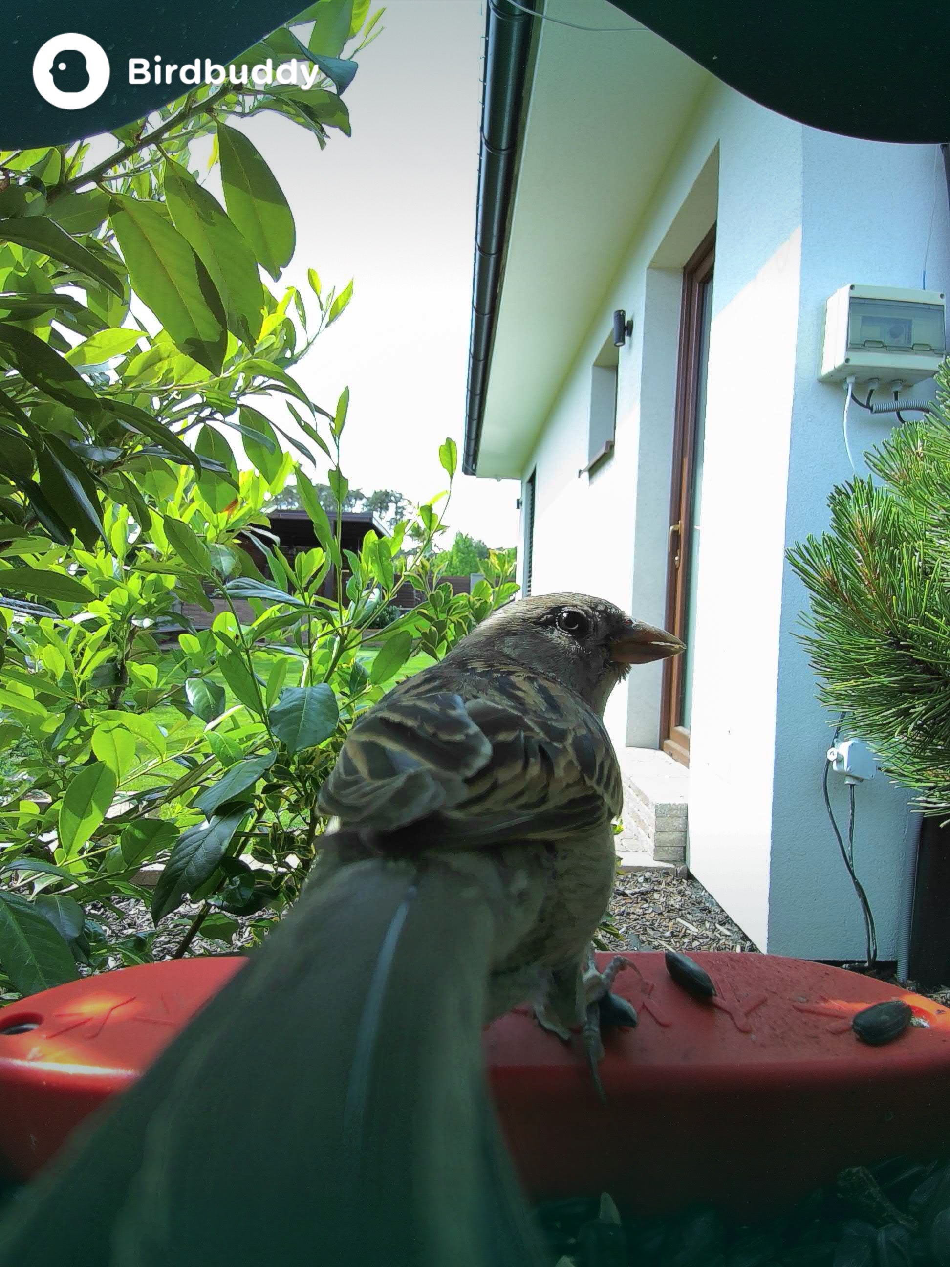 bird on feeder side look