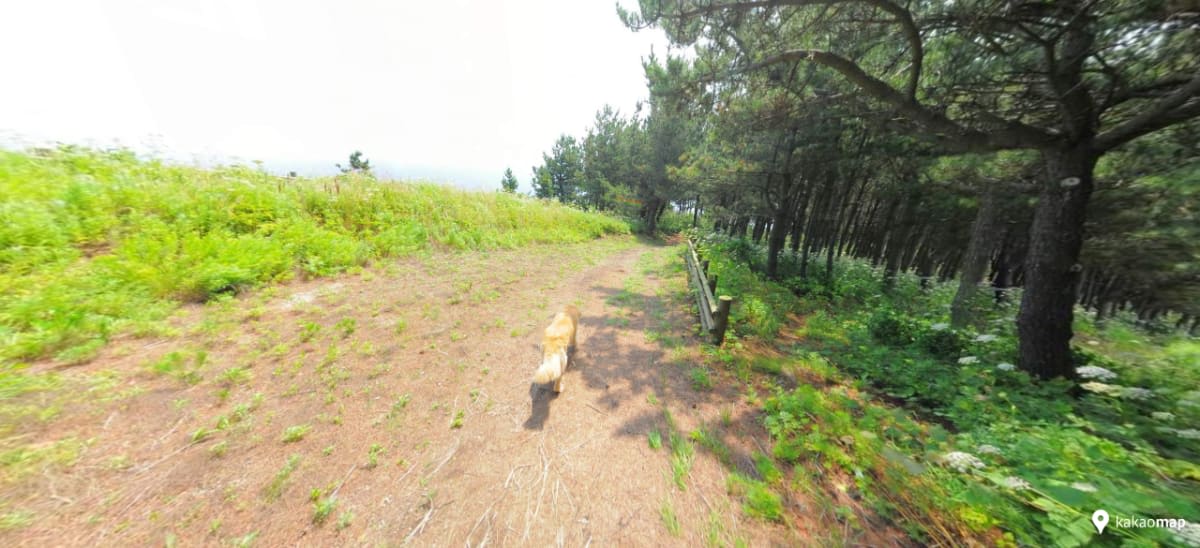 dog running forest path