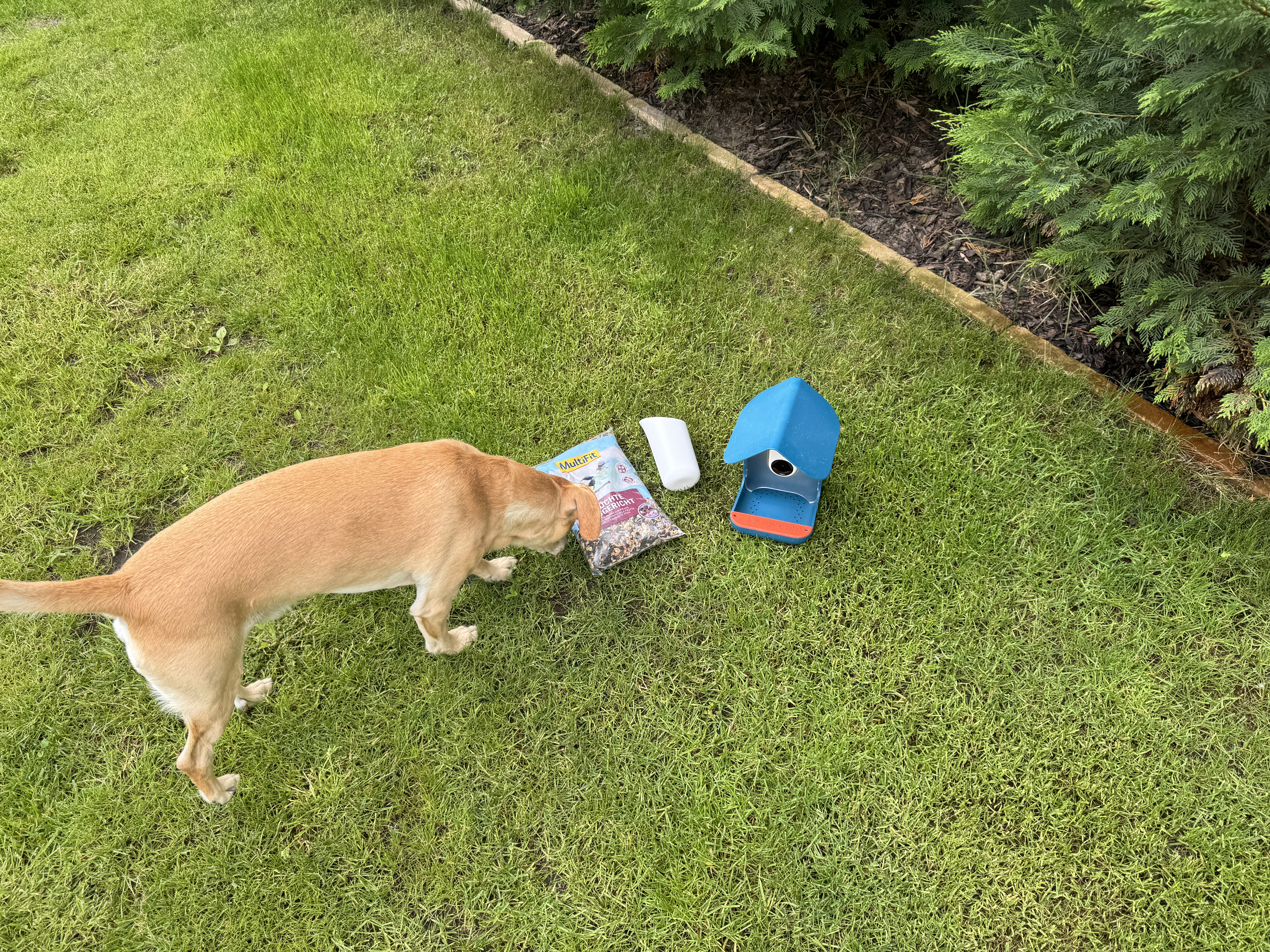 dog sniffing bird feeder