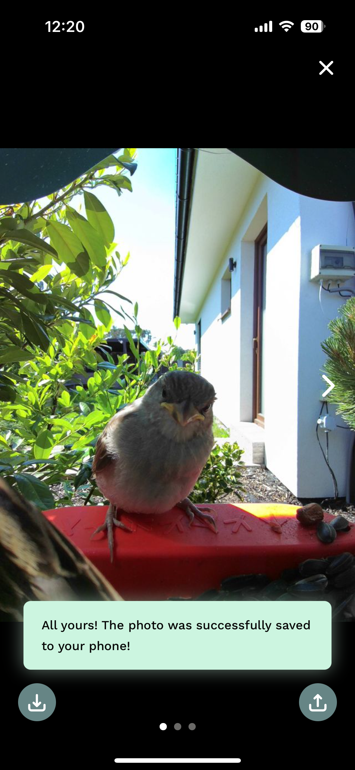 front view sparrow feeder