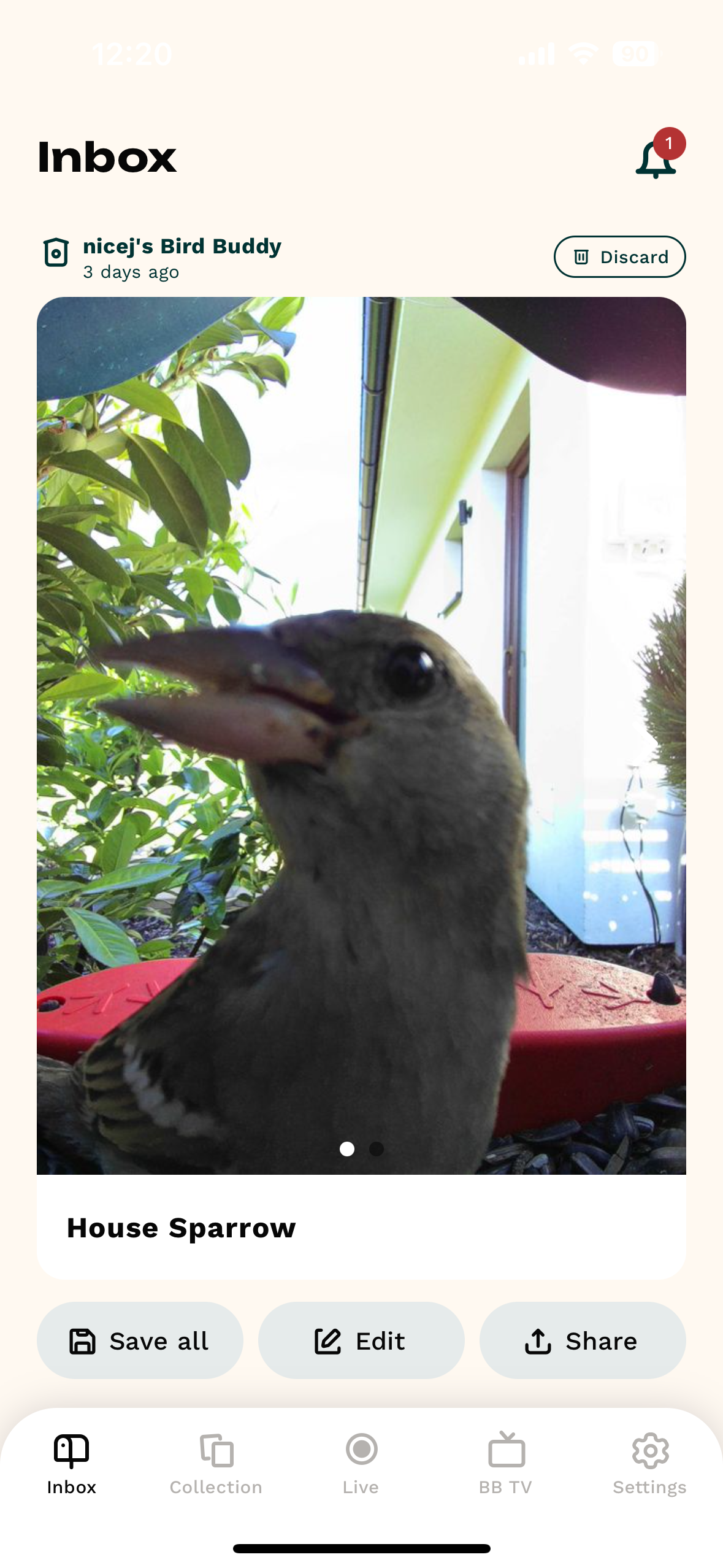 house sparrow closeup