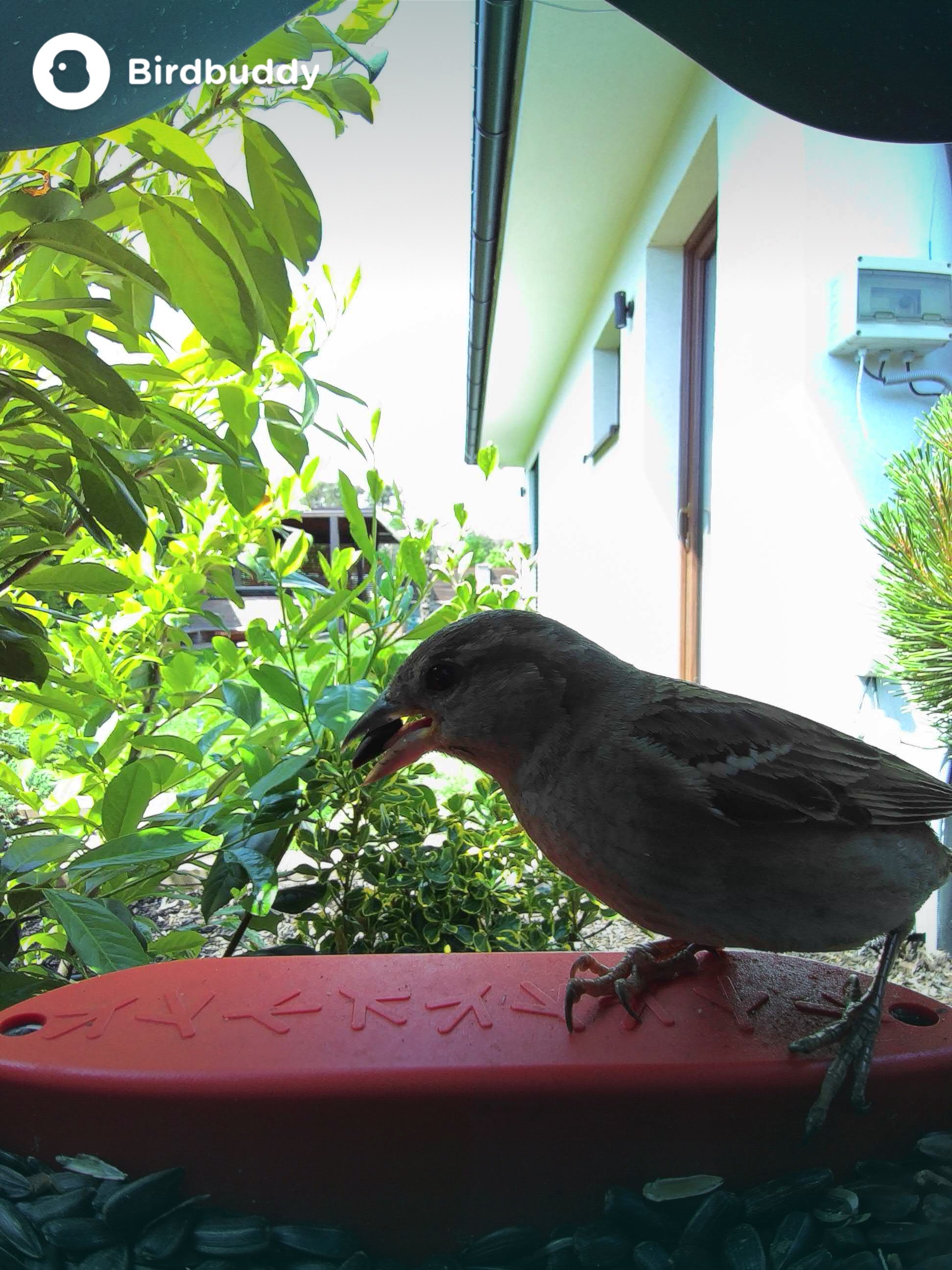 house sparrow side view