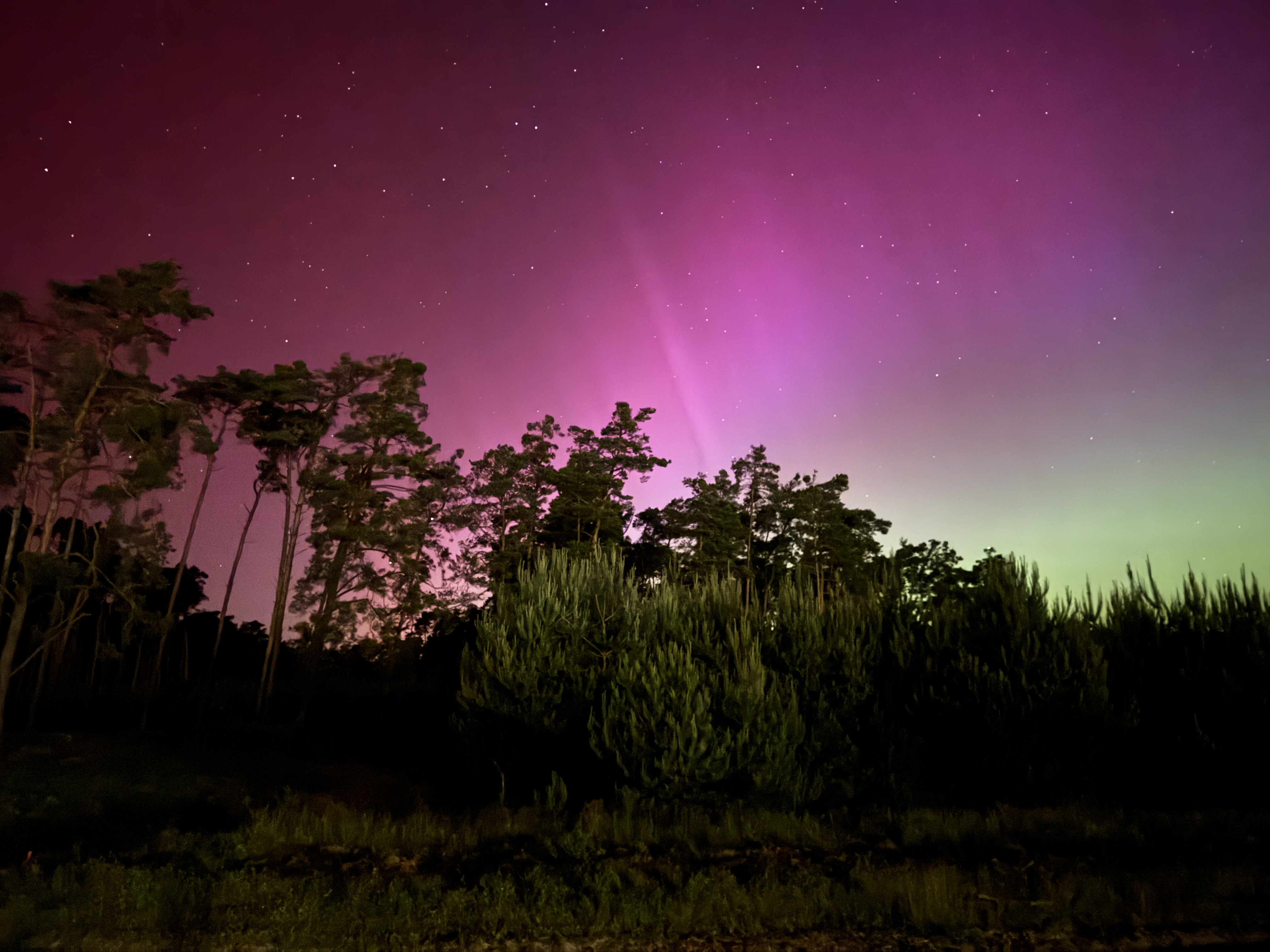 northern lights trees