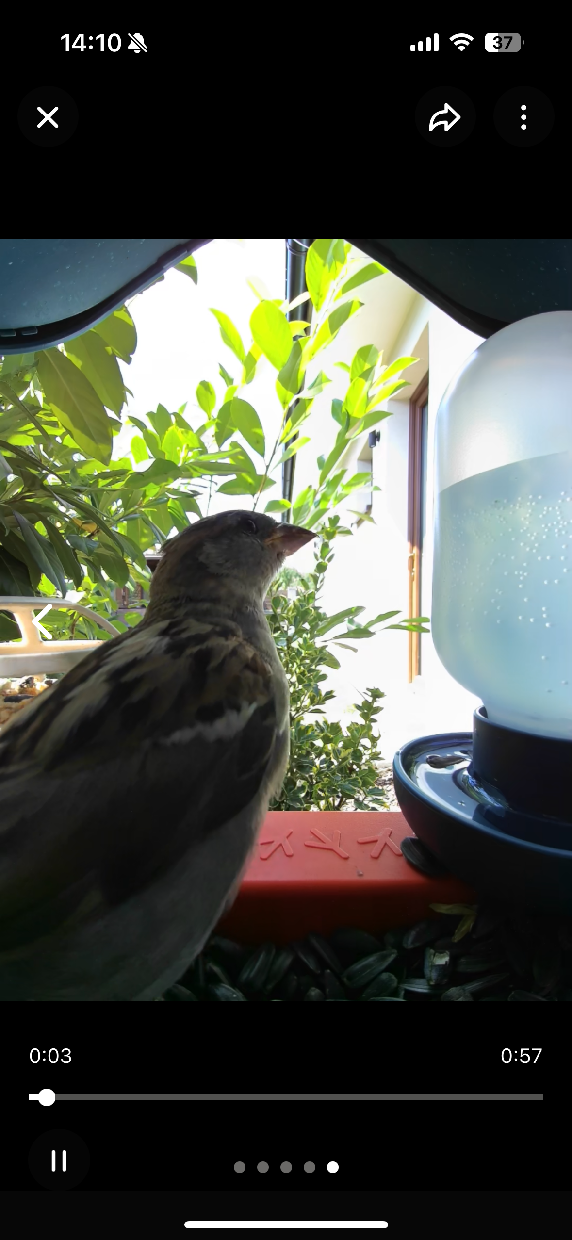 fågel vid mataren närbild