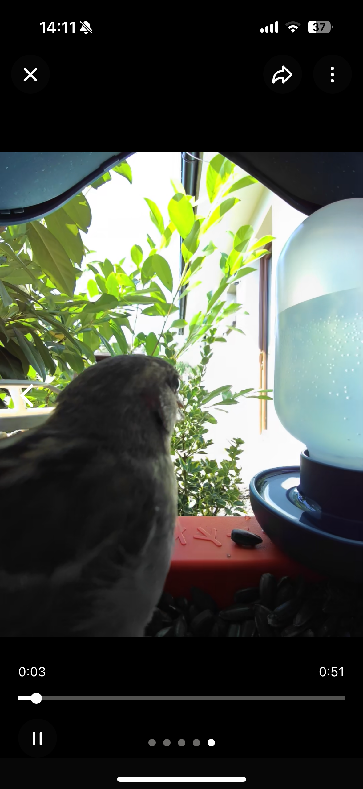 fågel vid mataren från sidan