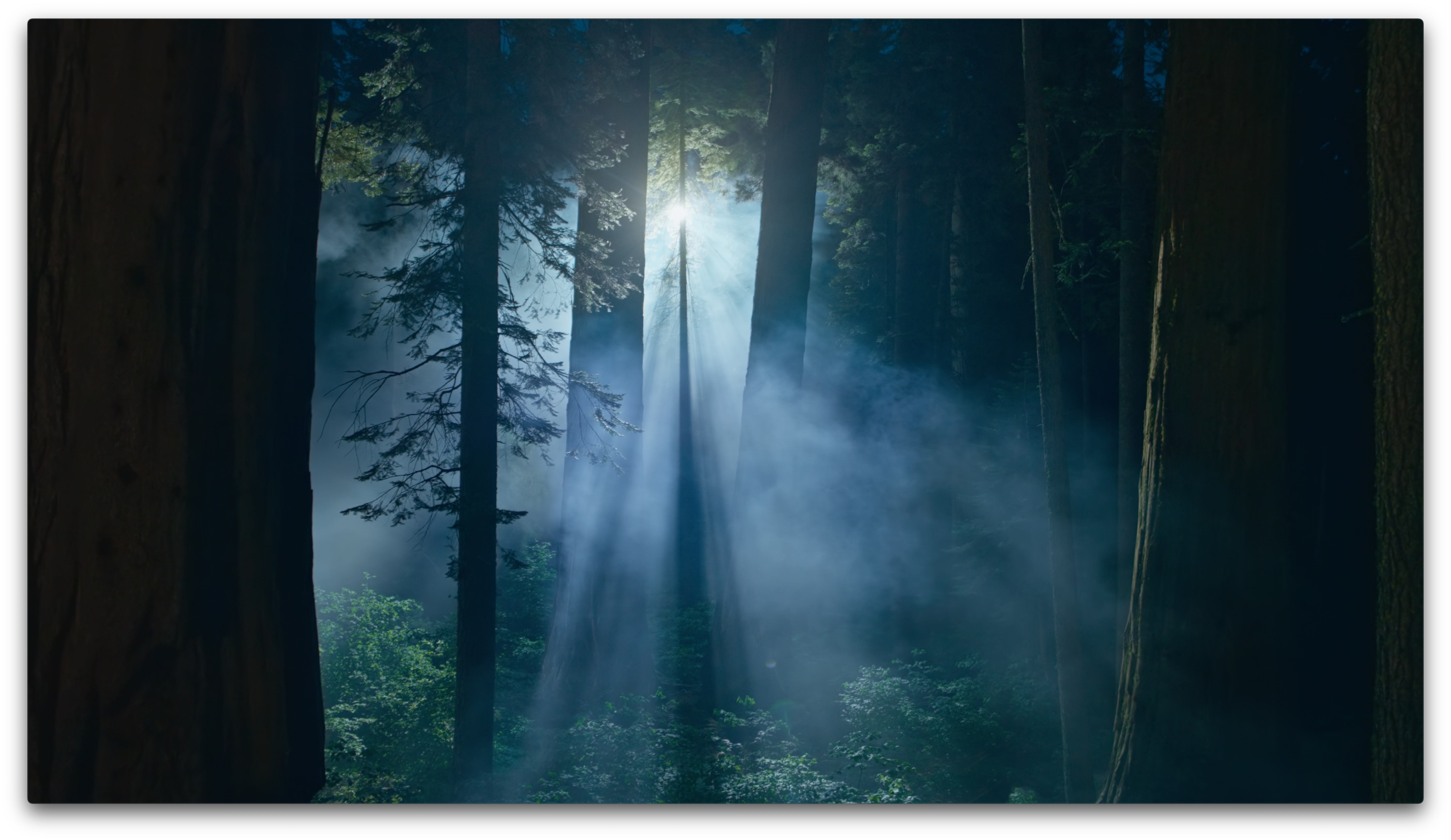 mystical forest light rays