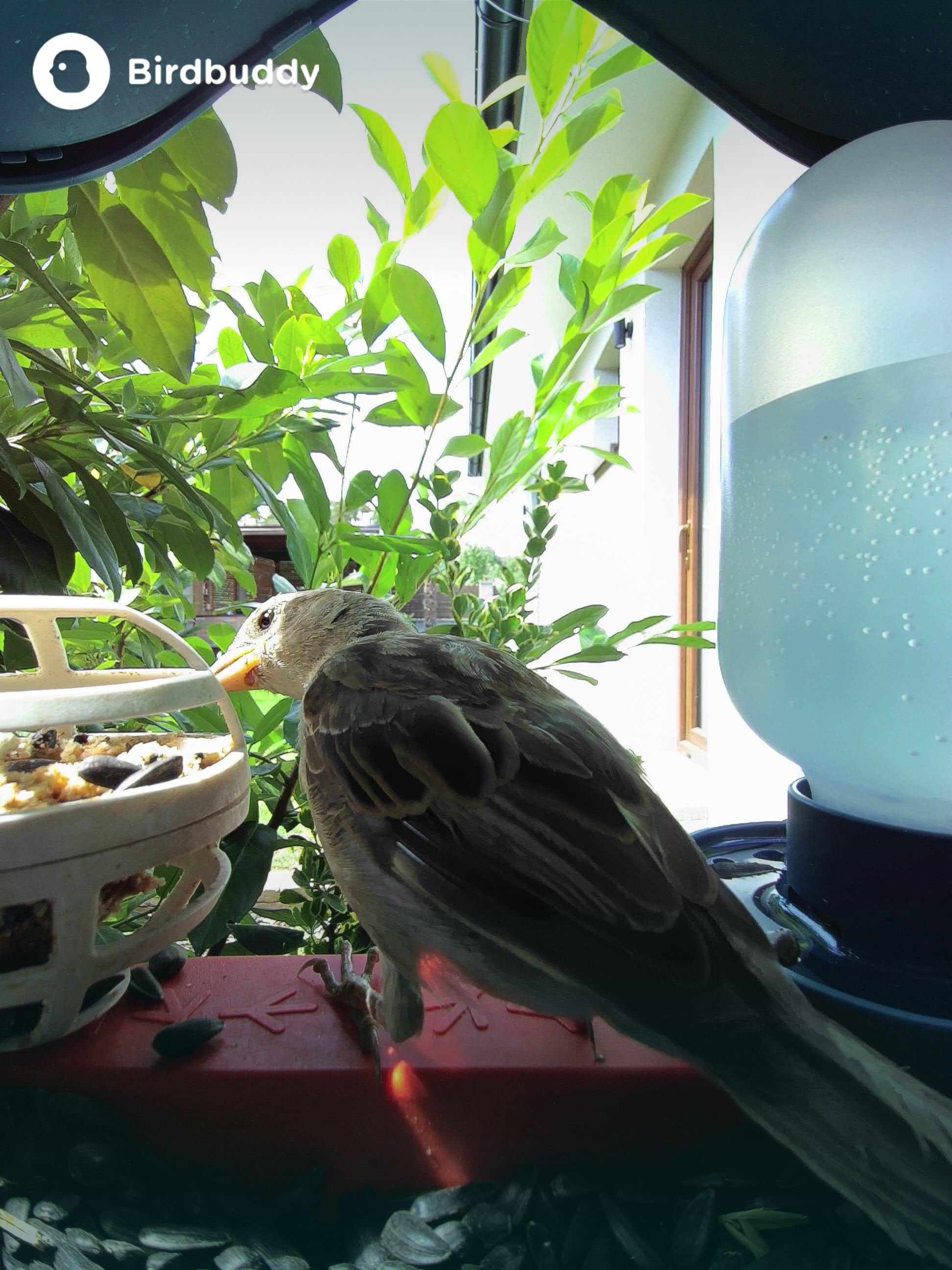 solpanel fågelmatare