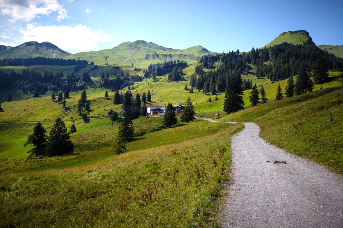 alpine landscape path