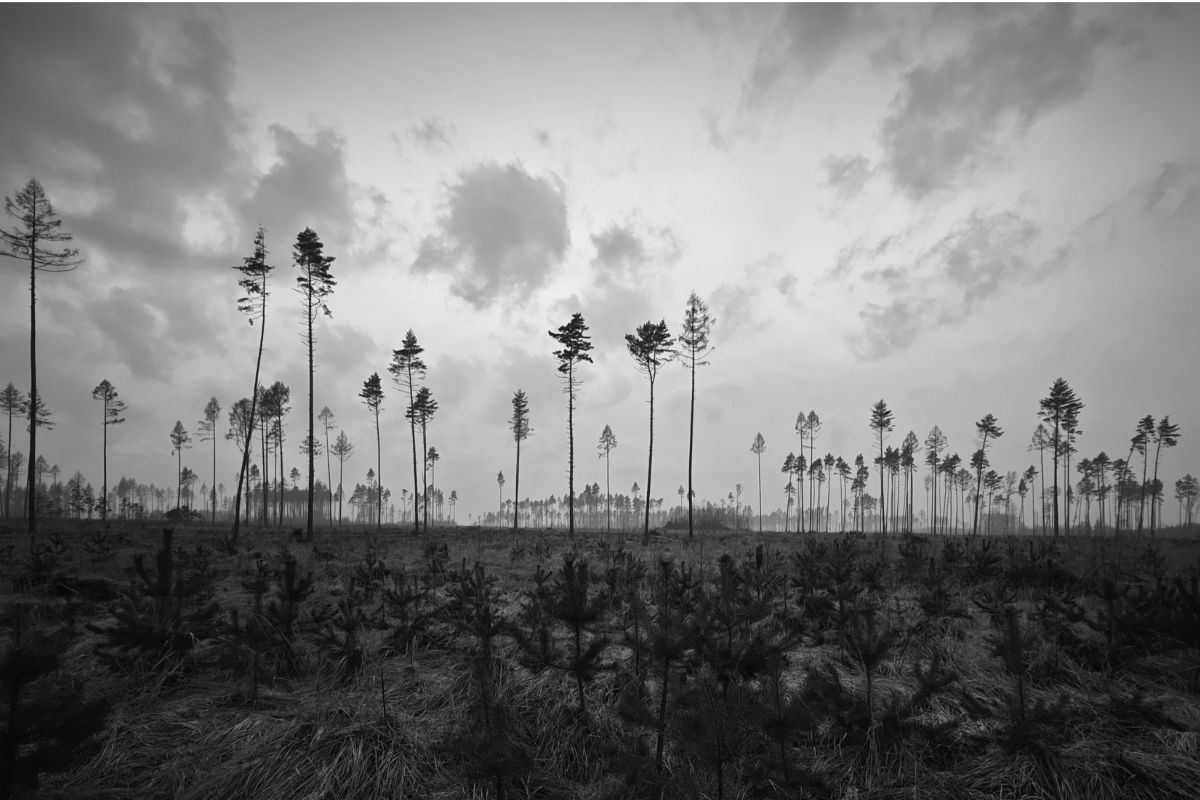 black and white forest landscape