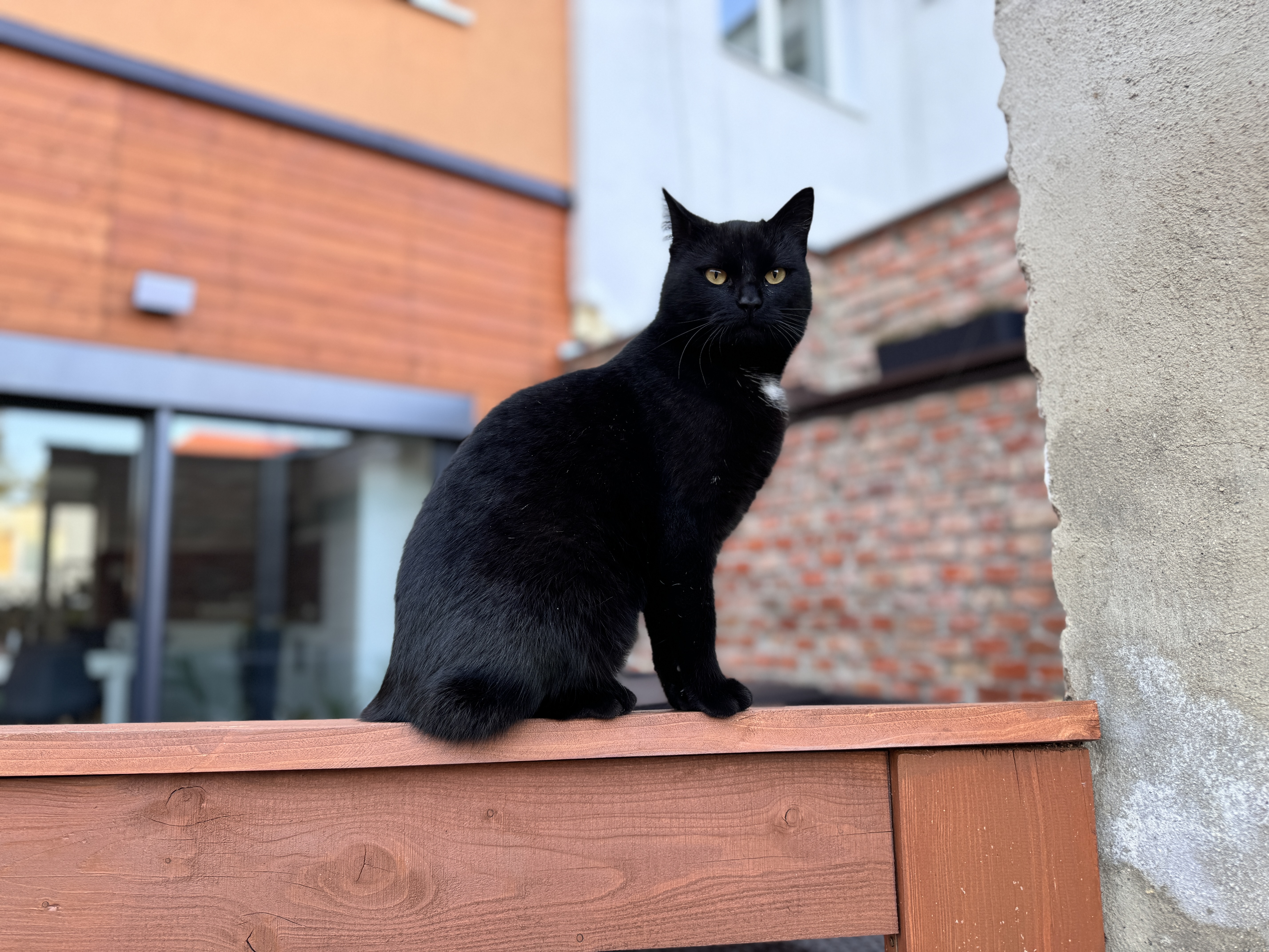 black cat on wooden fence